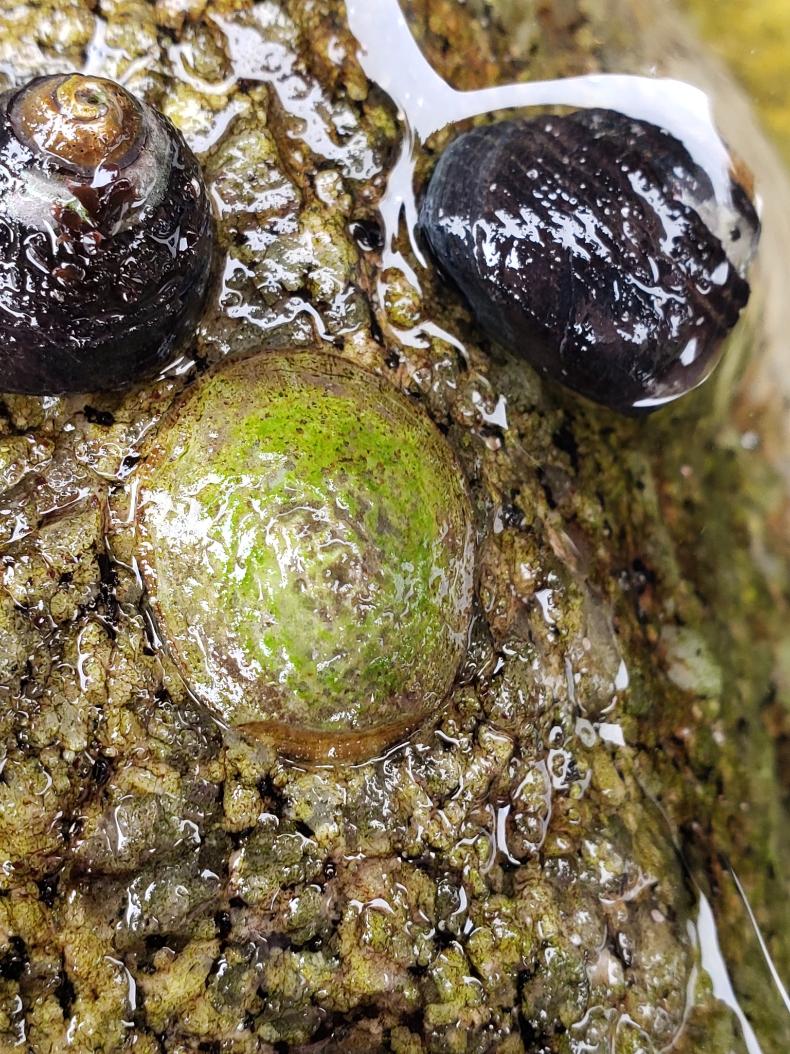 File Limpet in Monterey County, California (6/27/2020).