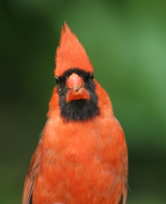 BioFiles - Northern Cardinal (Cardinalis cardinalis)