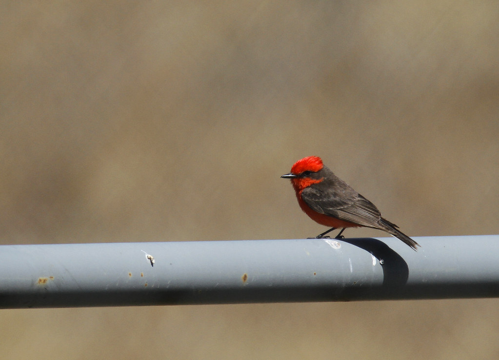 An adult male Vermilion Flycatcher in Monterey County, California (7/3/2020).