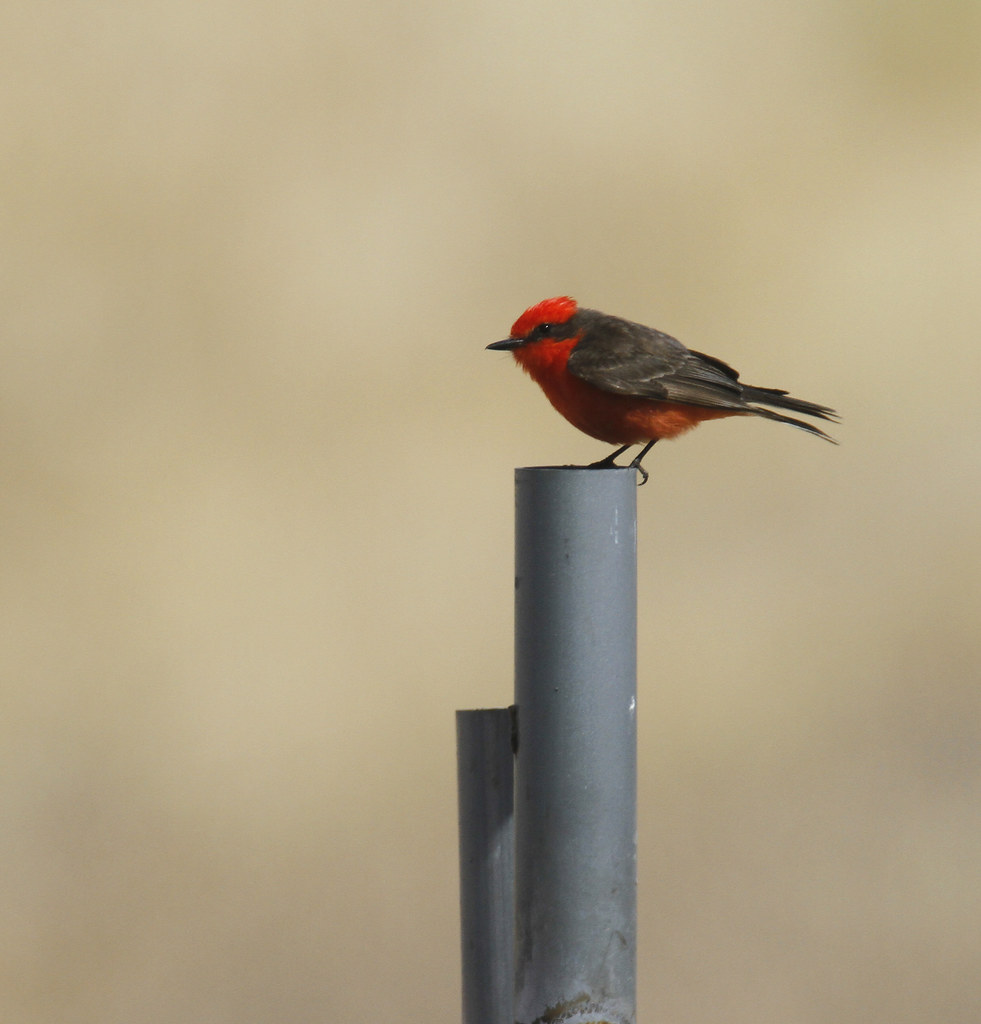 An adult male Vermilion Flycatcher in Monterey County, California (7/3/2020).