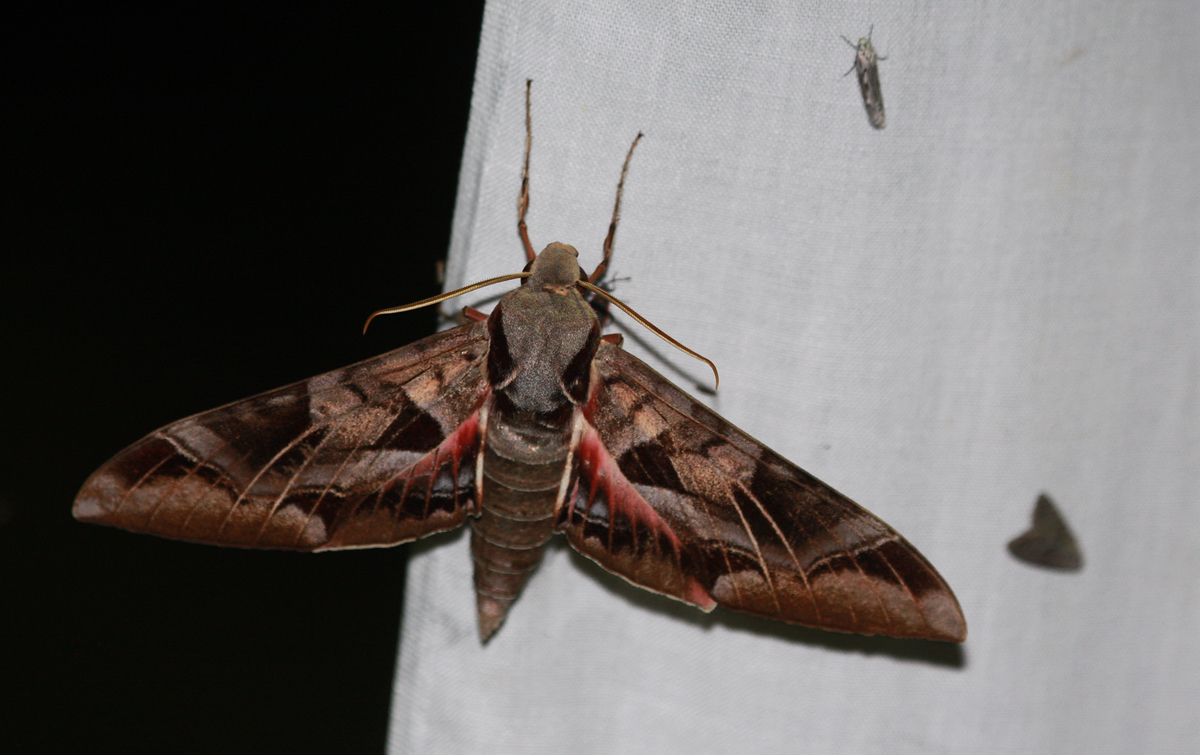 Typhon Sphinx in Cochise County, Arizona (8/5/2008).