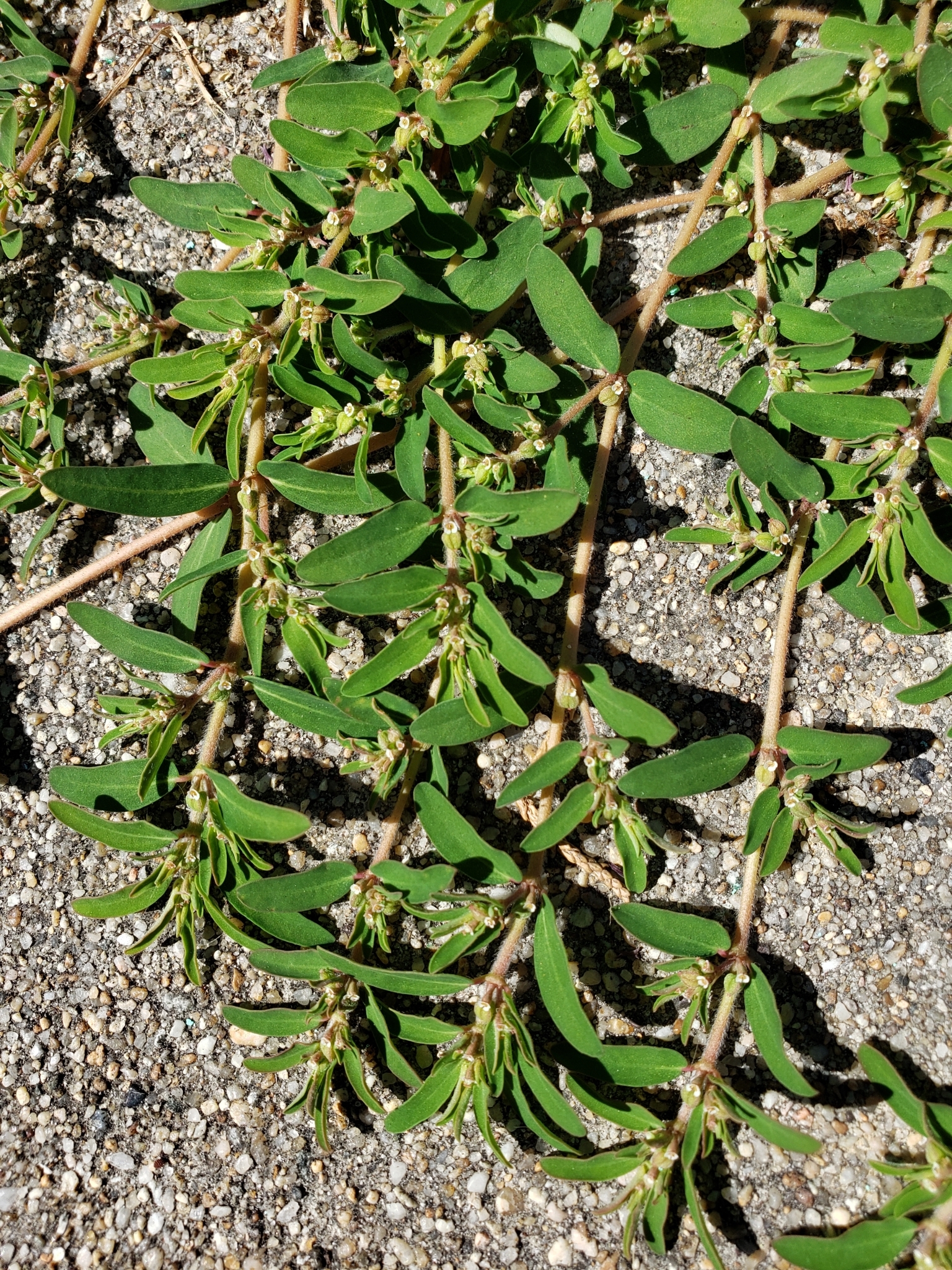 Spotted Sandmat in Monterey County, California (7/6/2020).