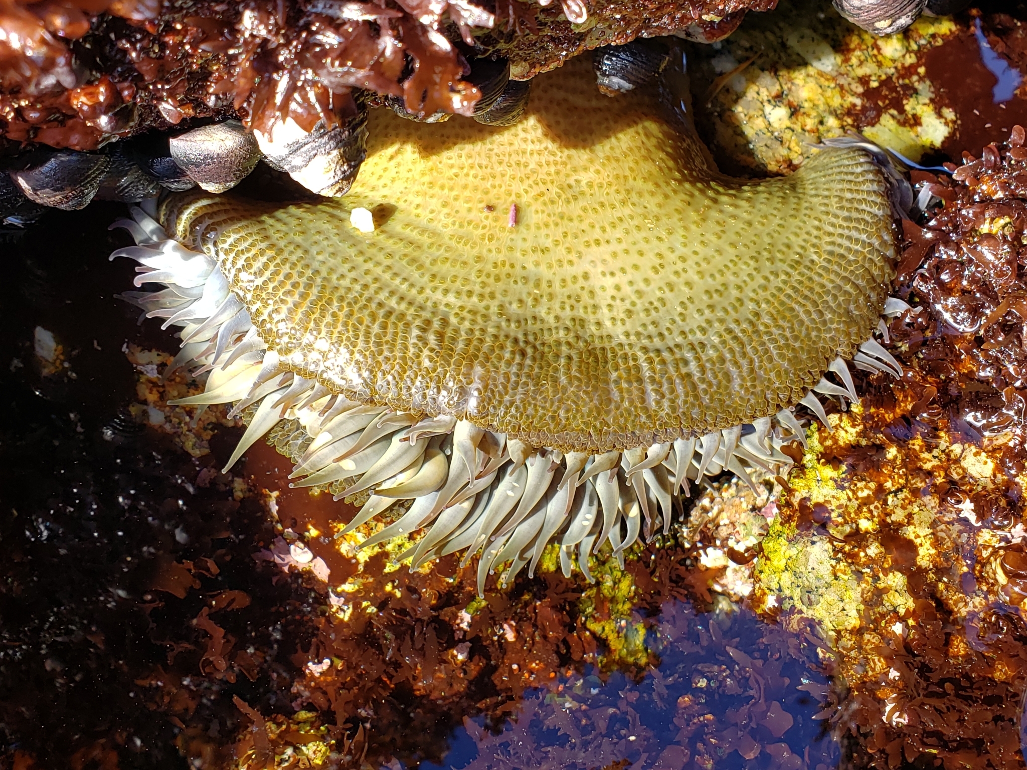 Sunburst Anemone in Monterey County, California (7/11/2020).