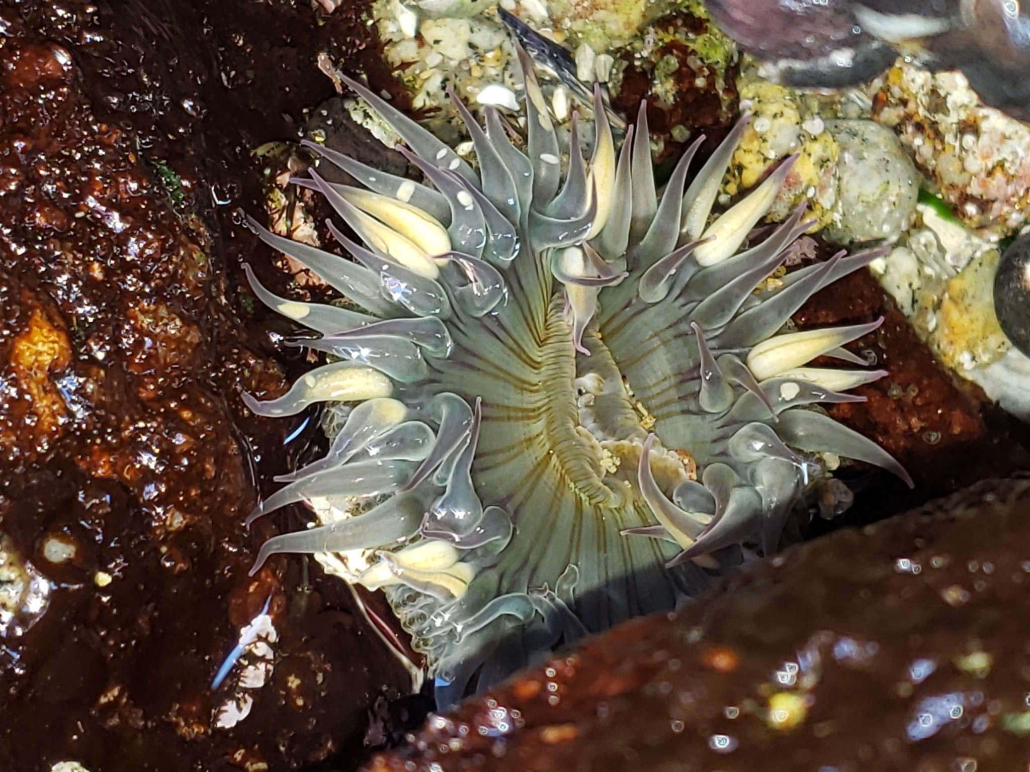 Sunburst Anemone in Monterey County, California (7/11/2020).