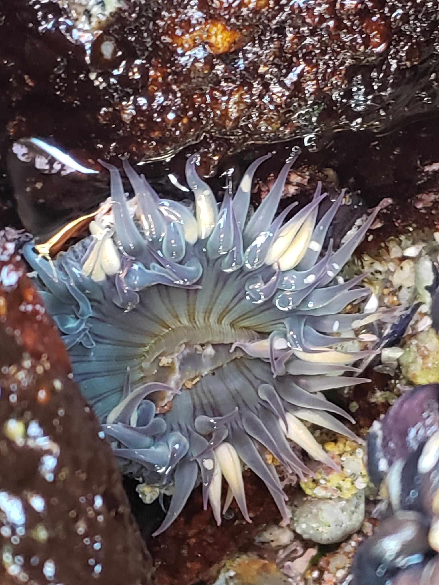 Sunburst Anemone in Monterey County, California (7/11/2020).