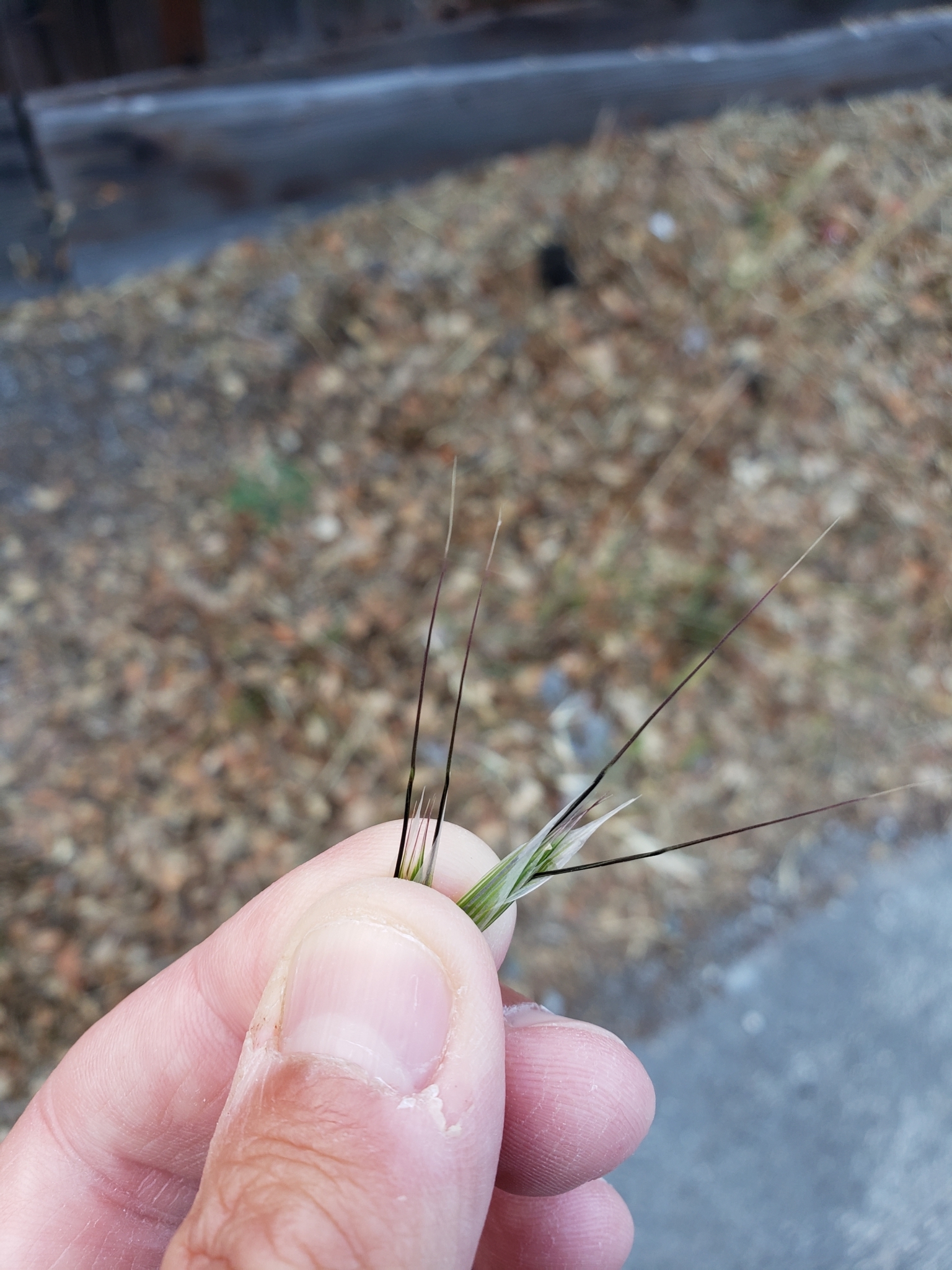 Slender Wild Oat in Monterey County, California (7/14/2020).