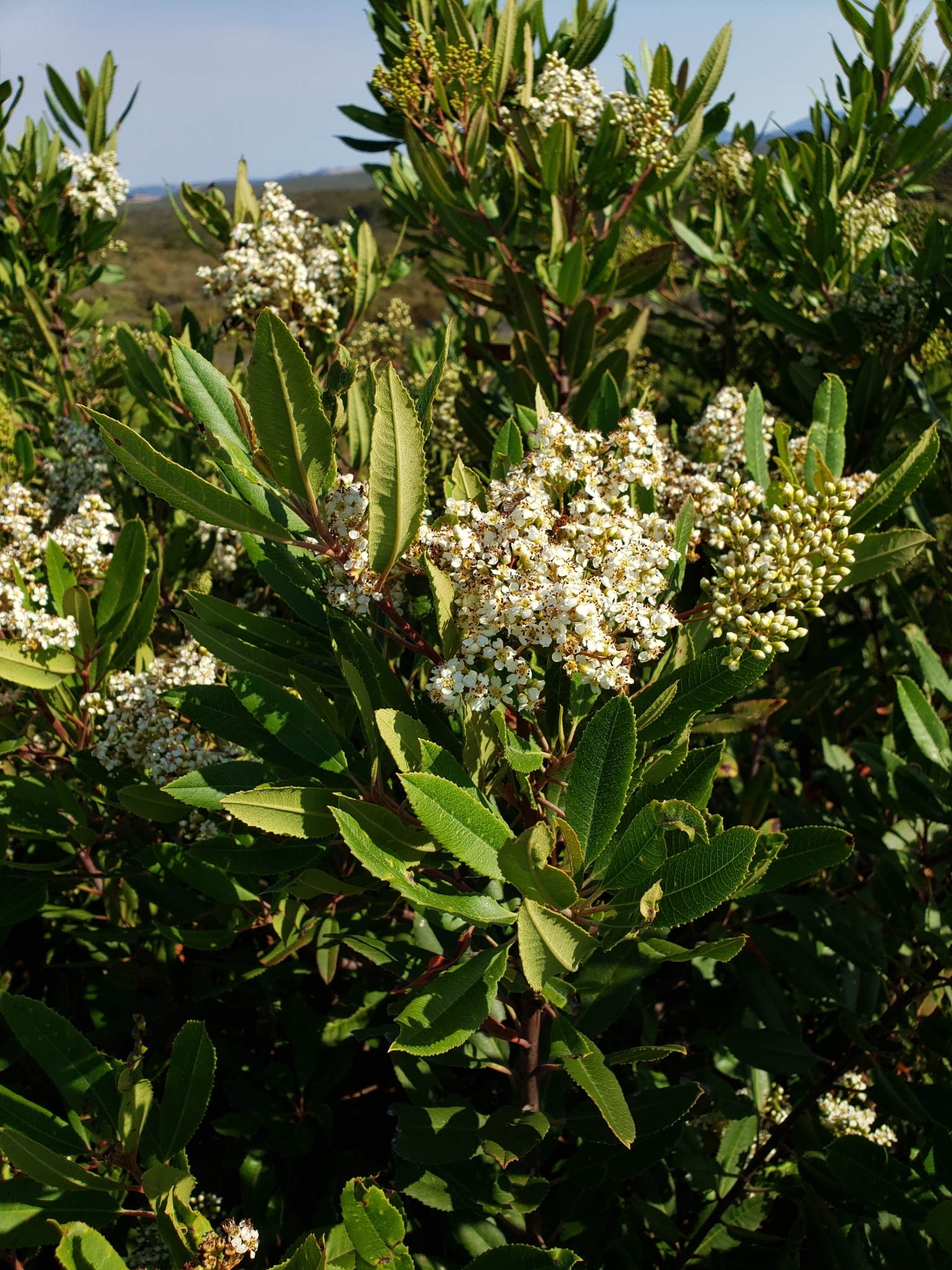 Toyon in Monterey County, California (7/16/2020).