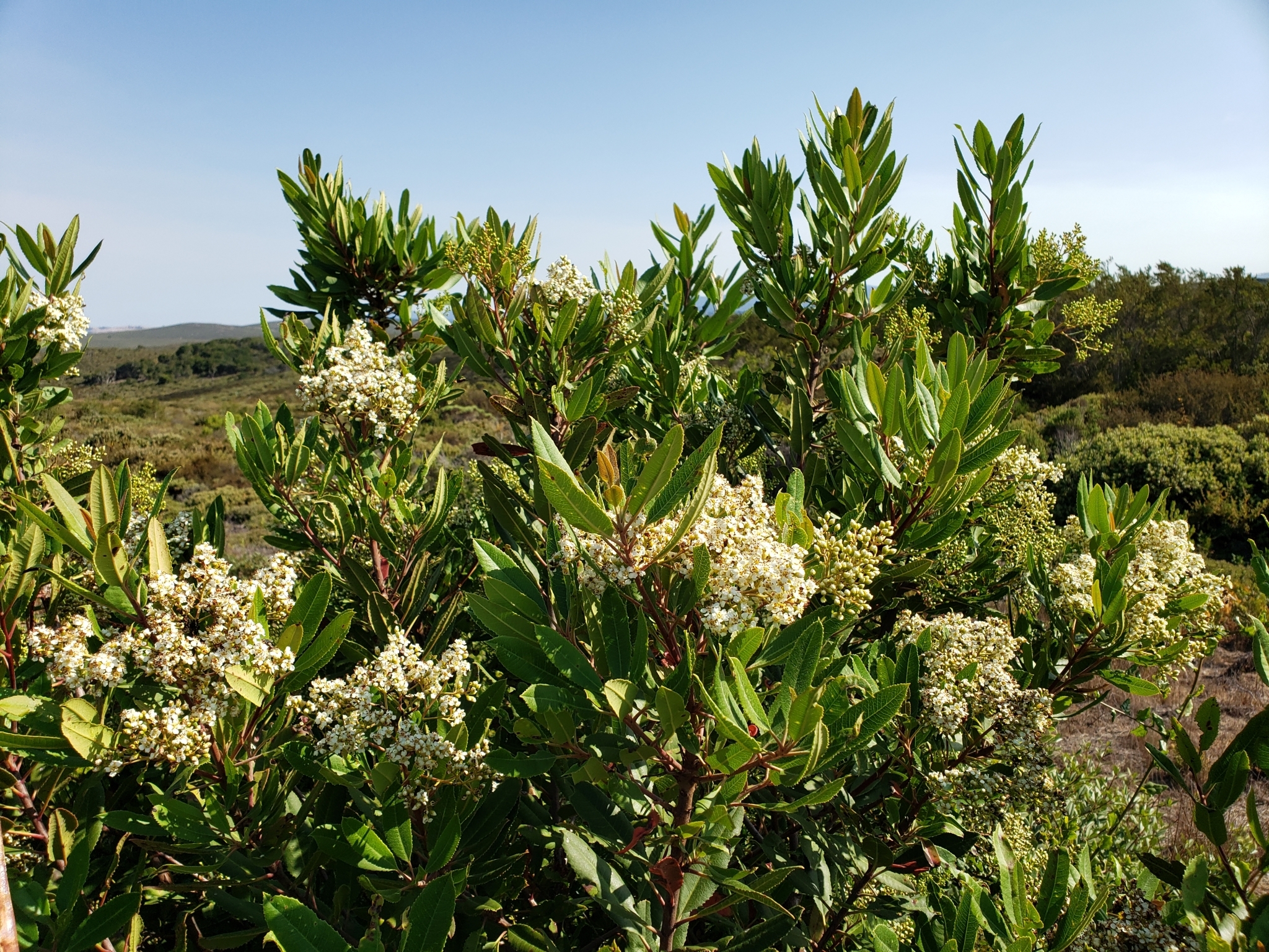 Toyon in Monterey County, California (7/16/2020).