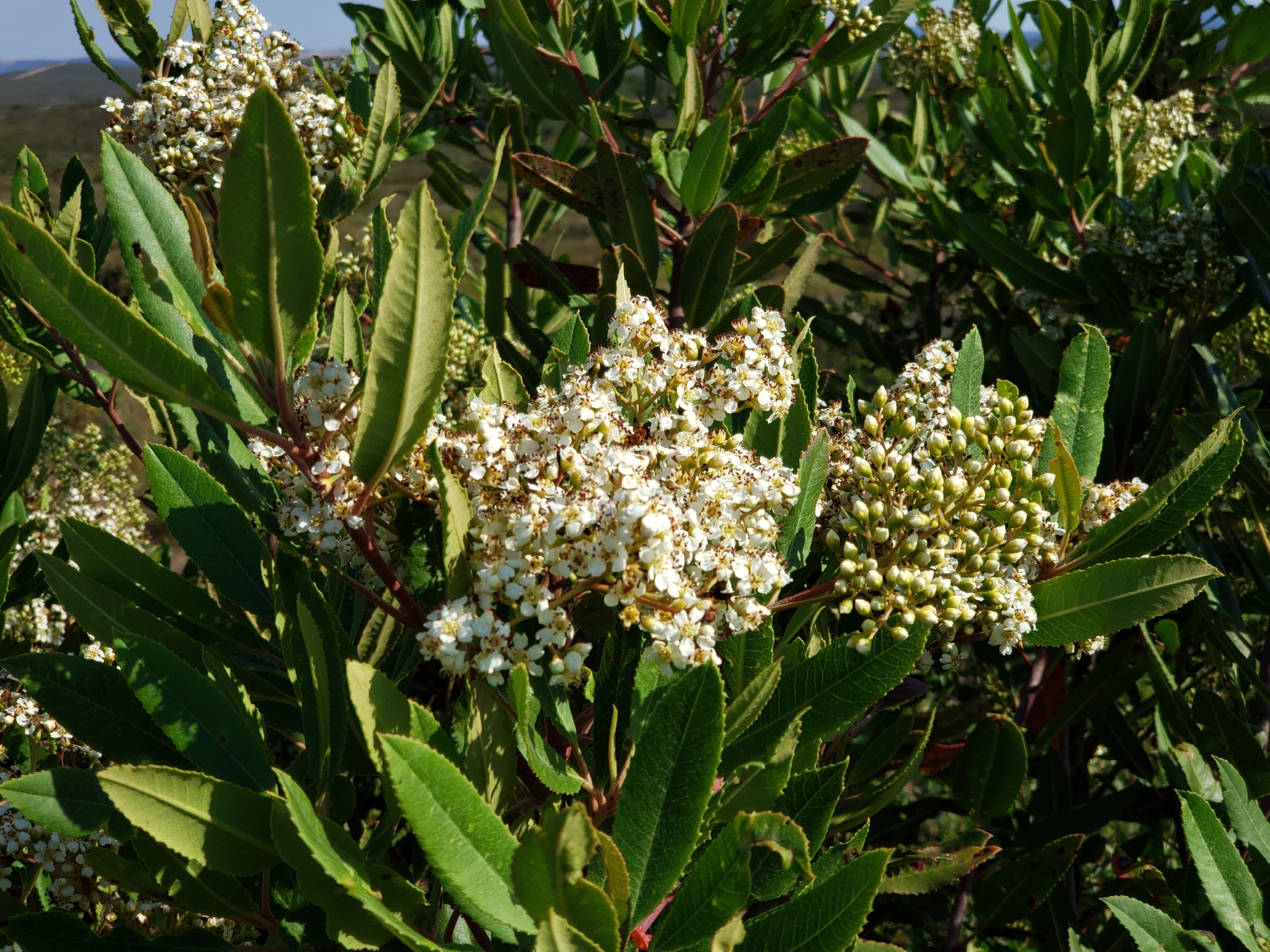 Toyon in Monterey County, California (7/16/2020).