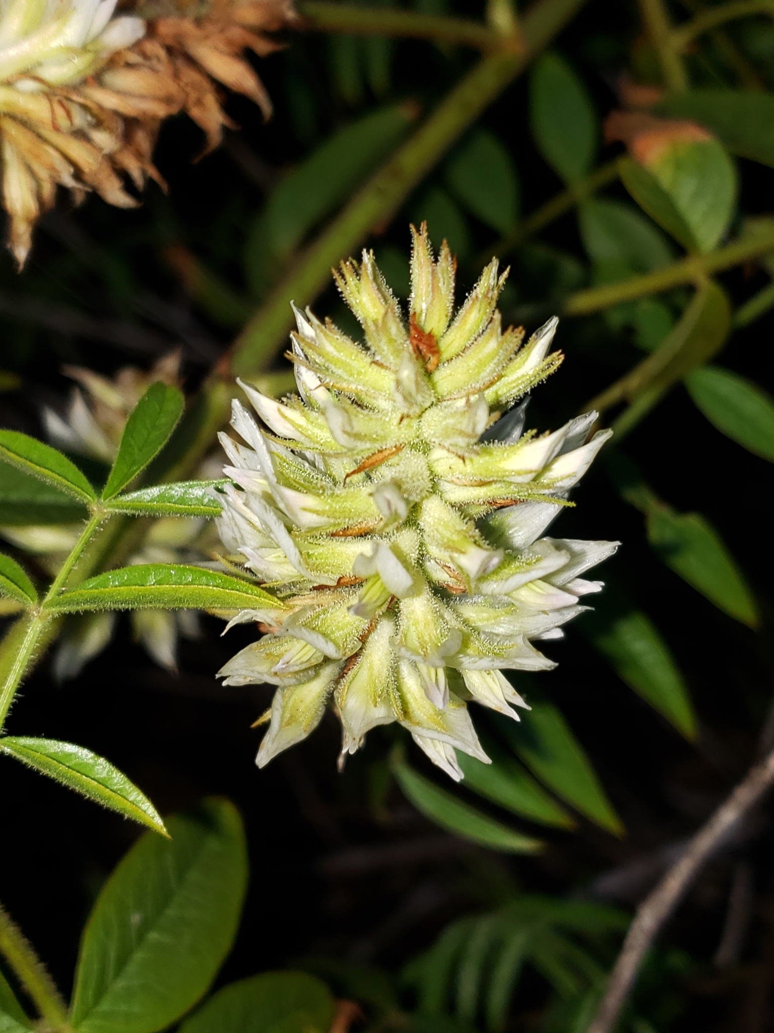 Wild Licorice in Monterey County, California (7/25/2020).