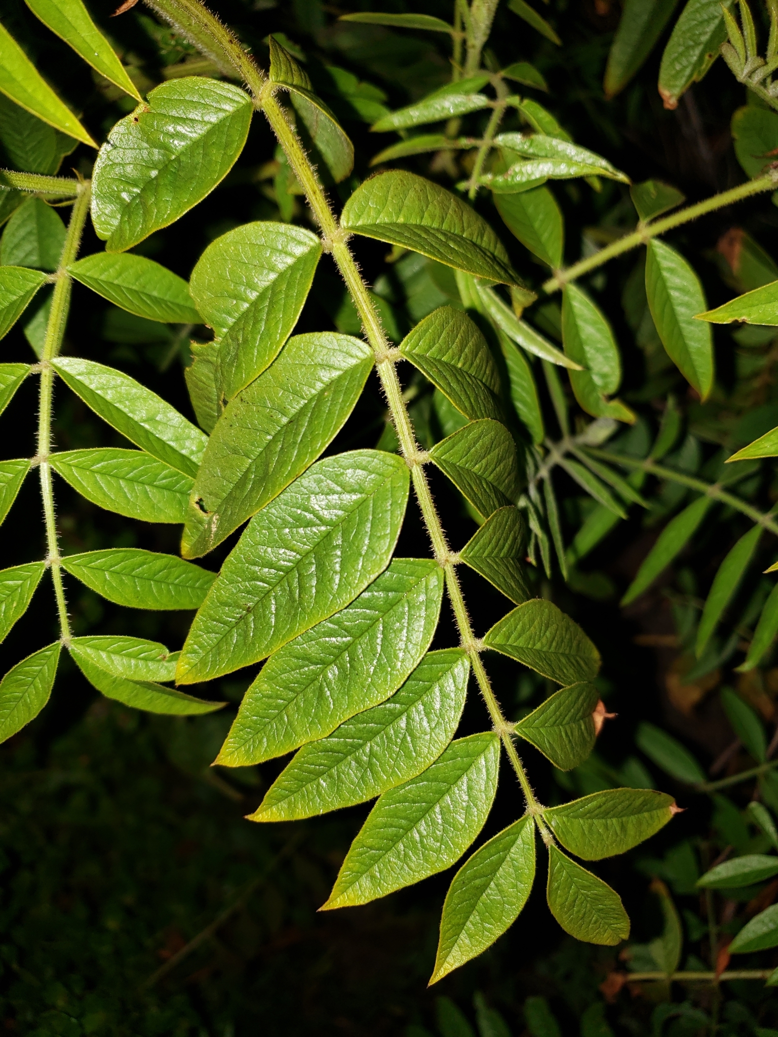 Wild Licorice in Monterey County, California (7/25/2020).
