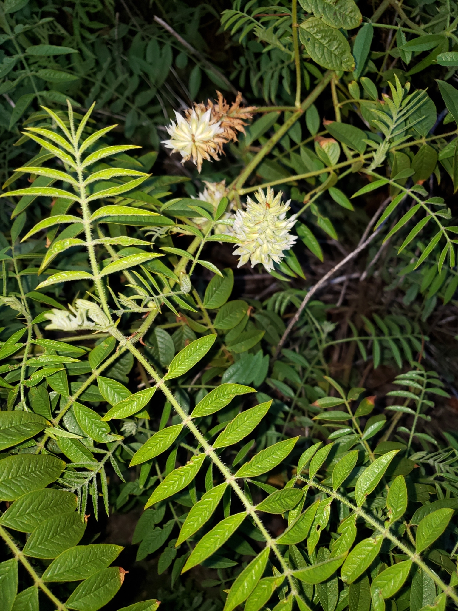 Wild Licorice in Monterey County, California (7/25/2020).