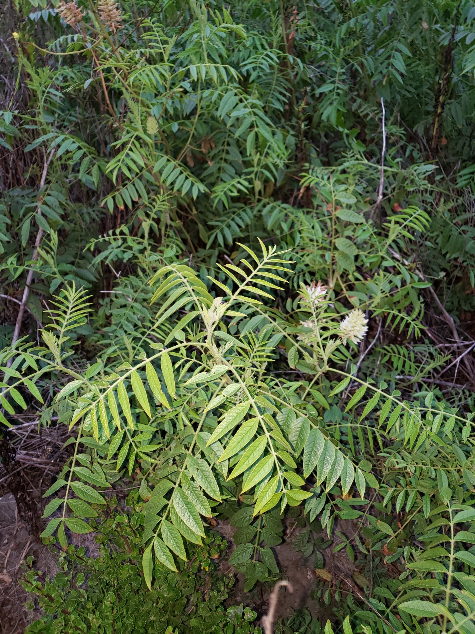 Wild Licorice in Monterey County, California (7/25/2020).