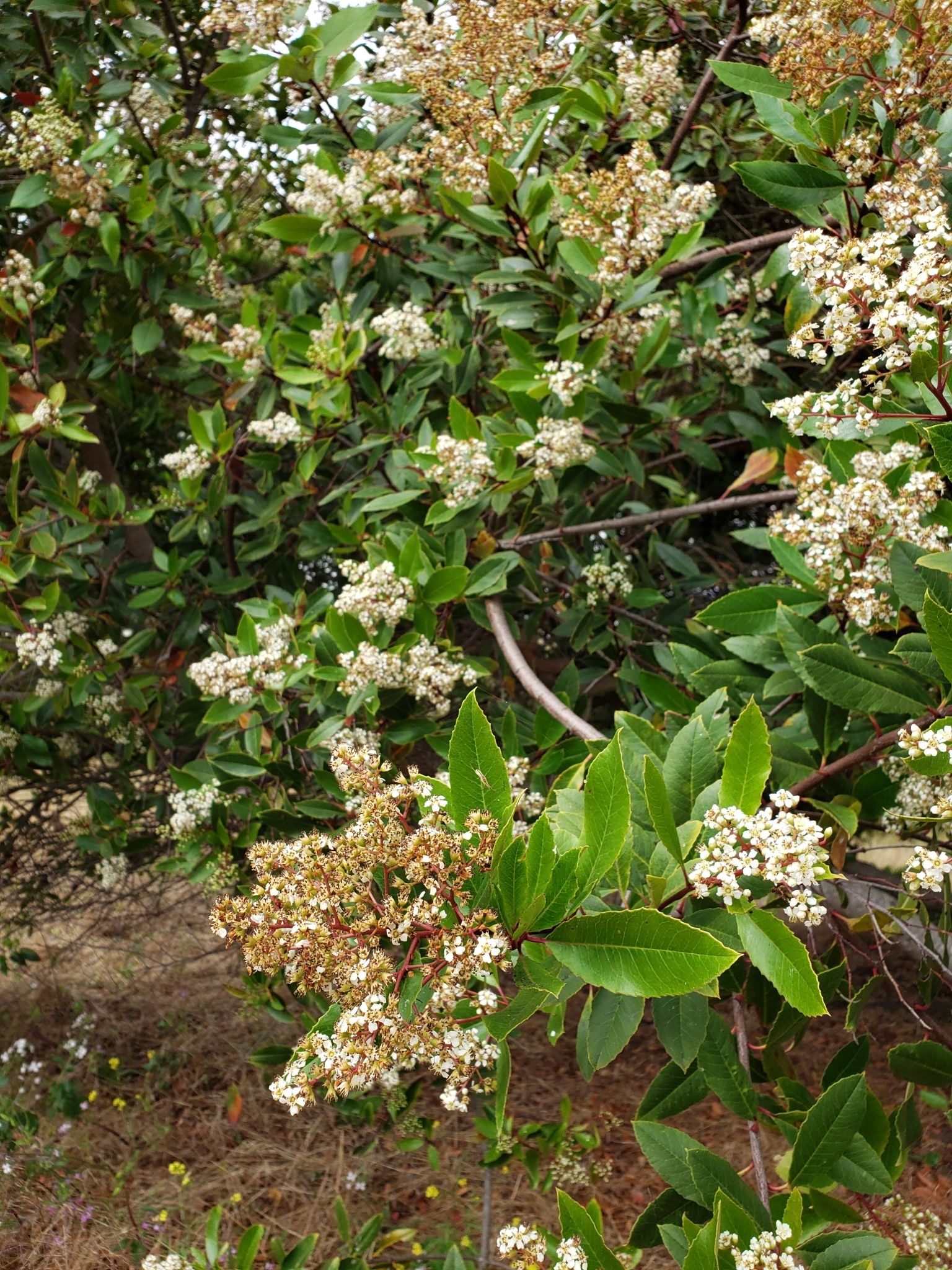 Toyon in Monterey County, California (7/25/2020).
