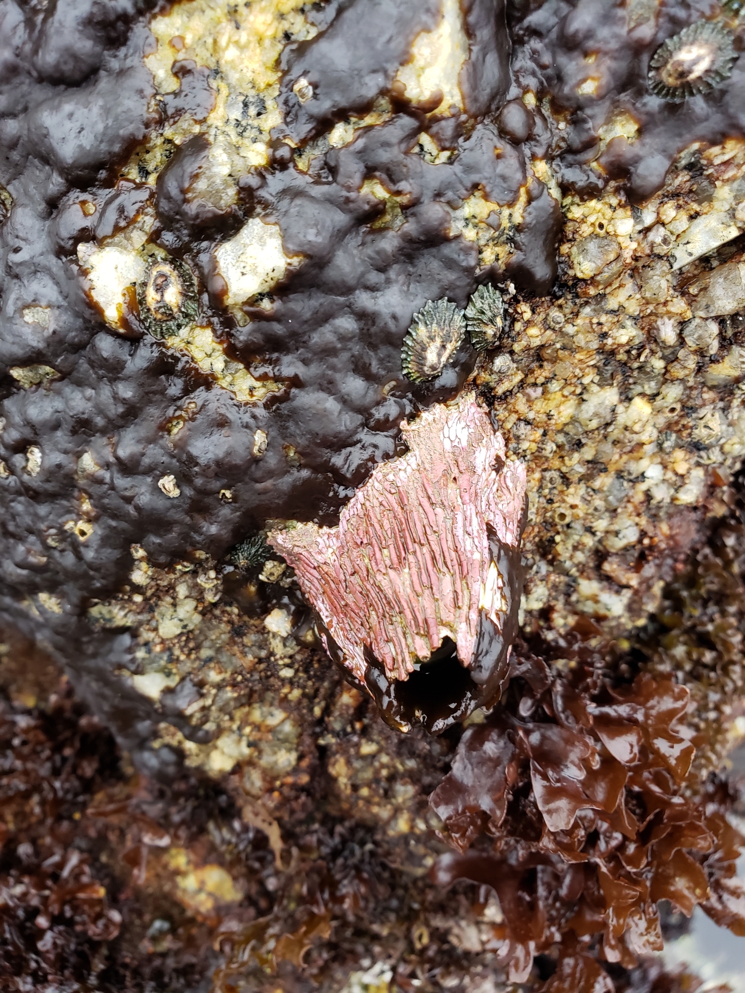 Pink Volcano Barnacle in Monterey County, California (7/26/2020).