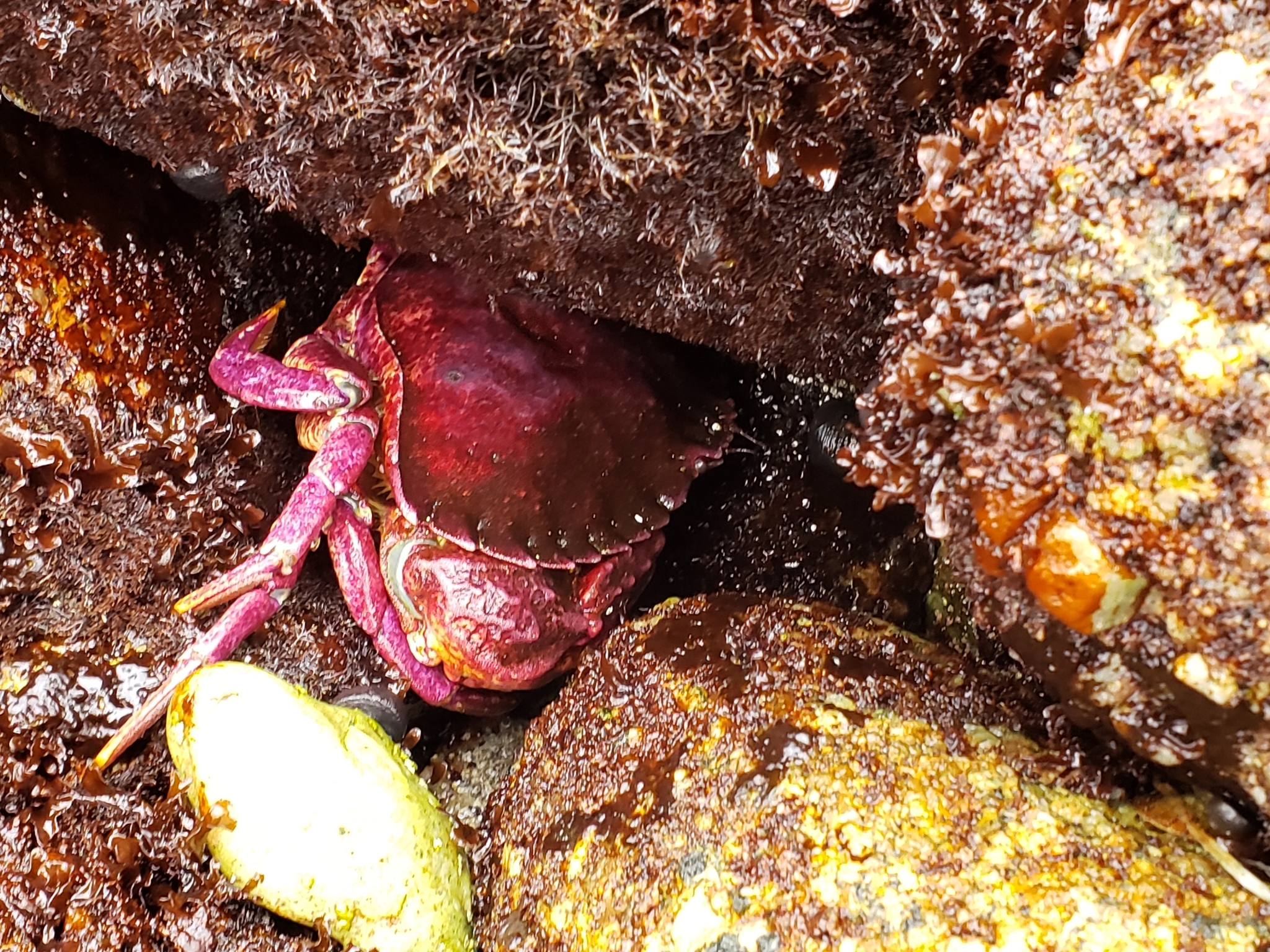 Red Rock Crab in Monterey County, California (7/26/2020).