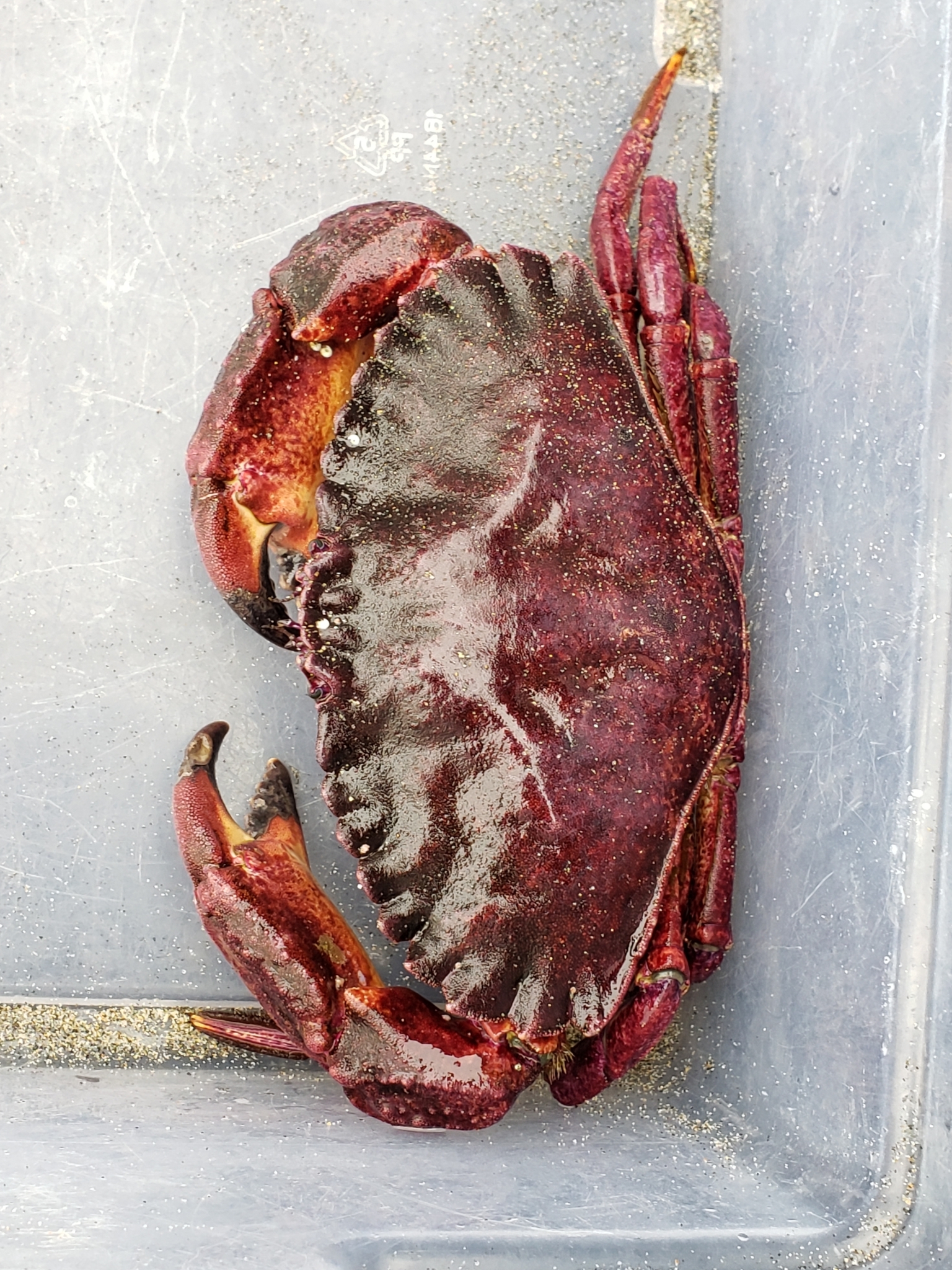Red Rock Crab in Monterey County, California (7/26/2020).
