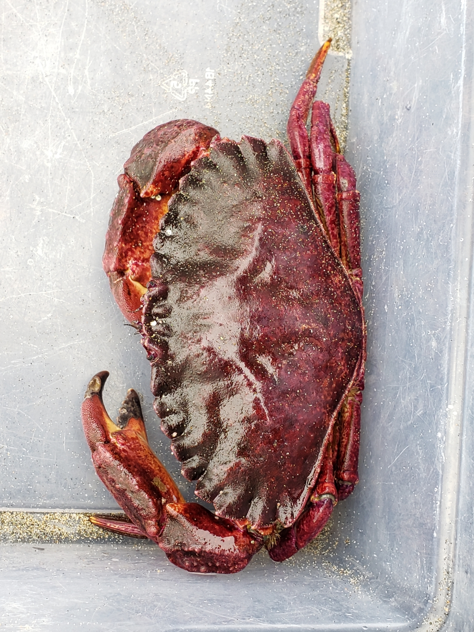 Red Rock Crab in Monterey County, California (7/26/2020).