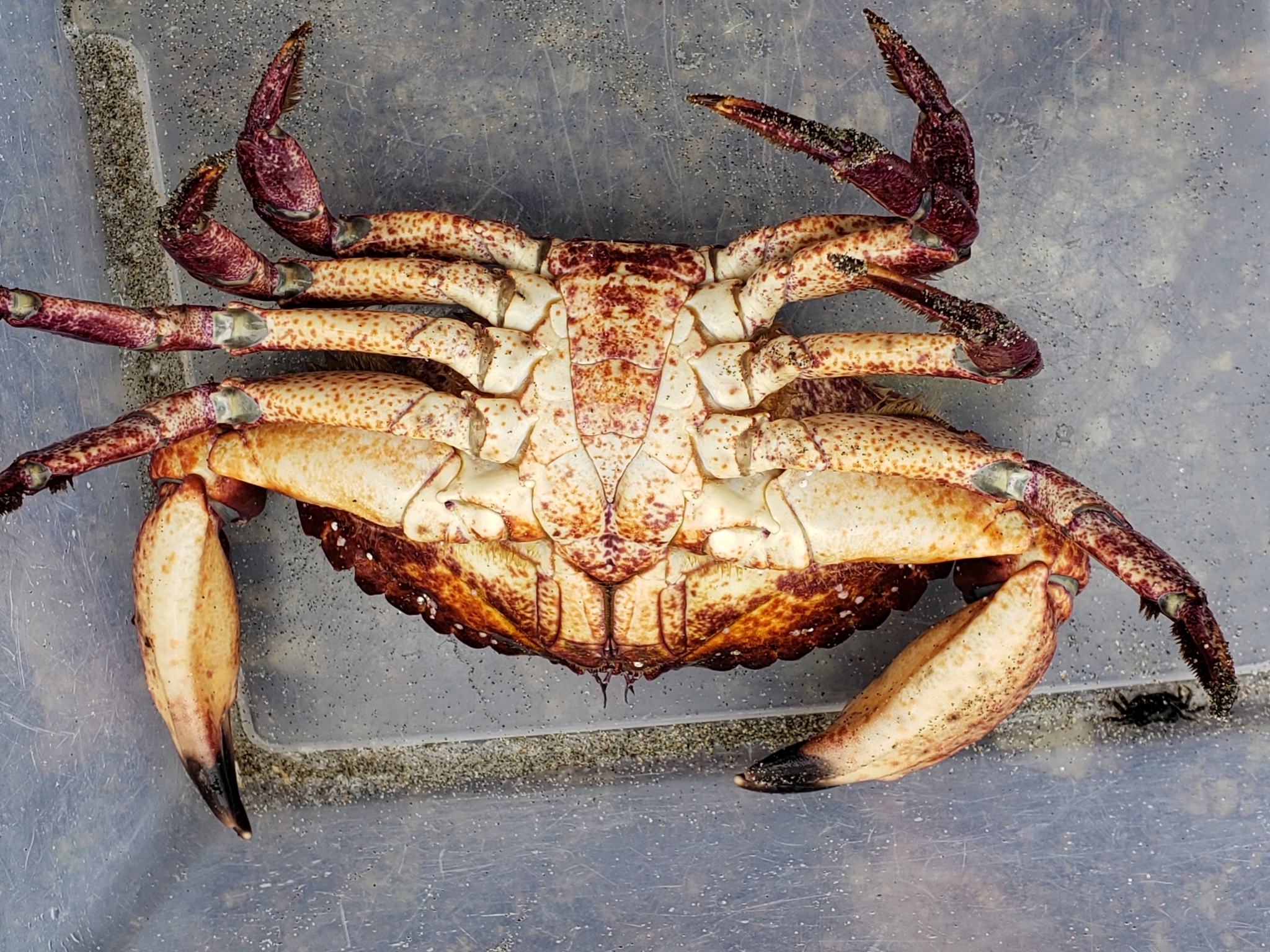 Red Rock Crab in Monterey County, California (7/26/2020).