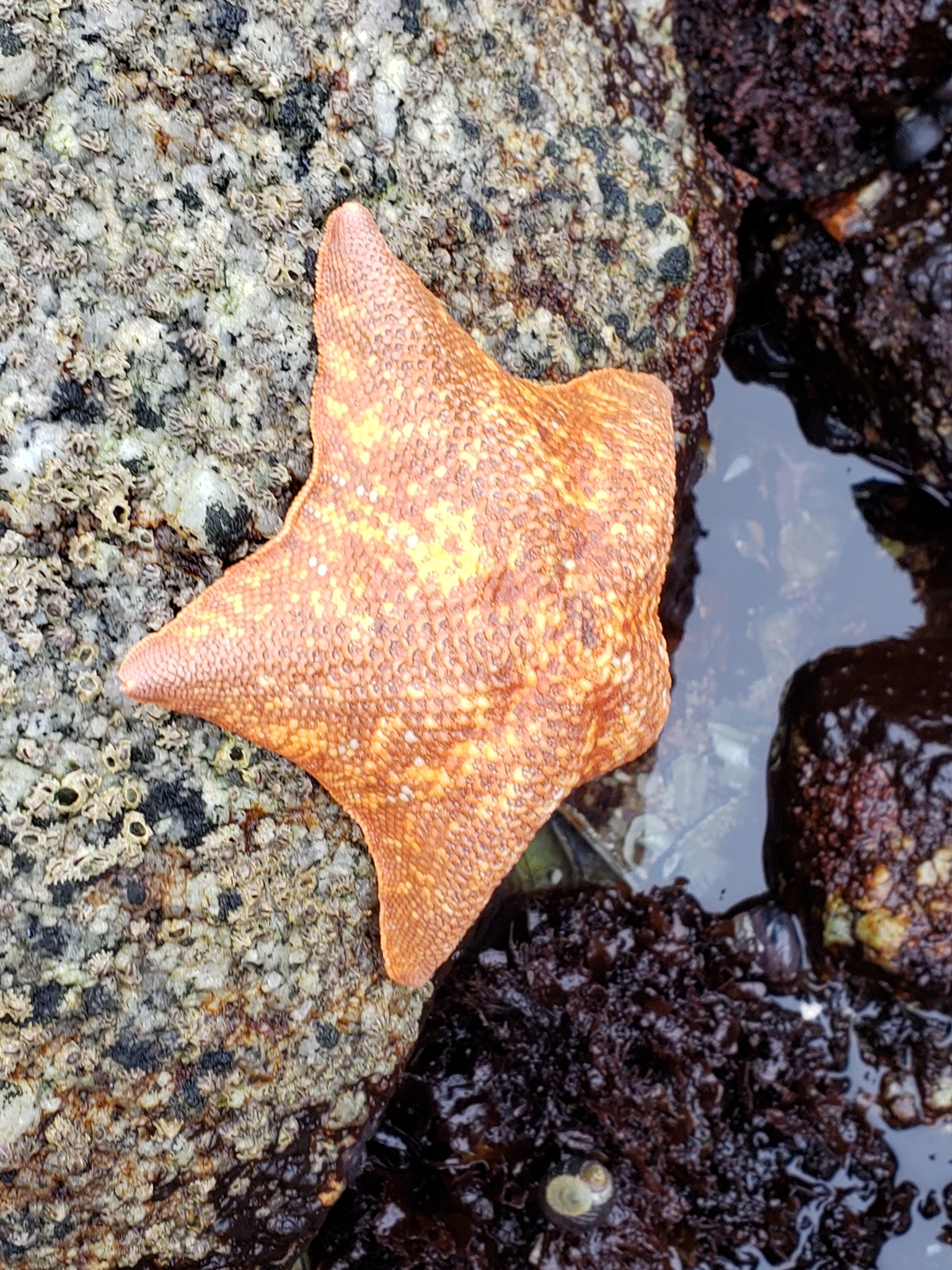 Bat Star in Monterey County, California (7/26/2020).
