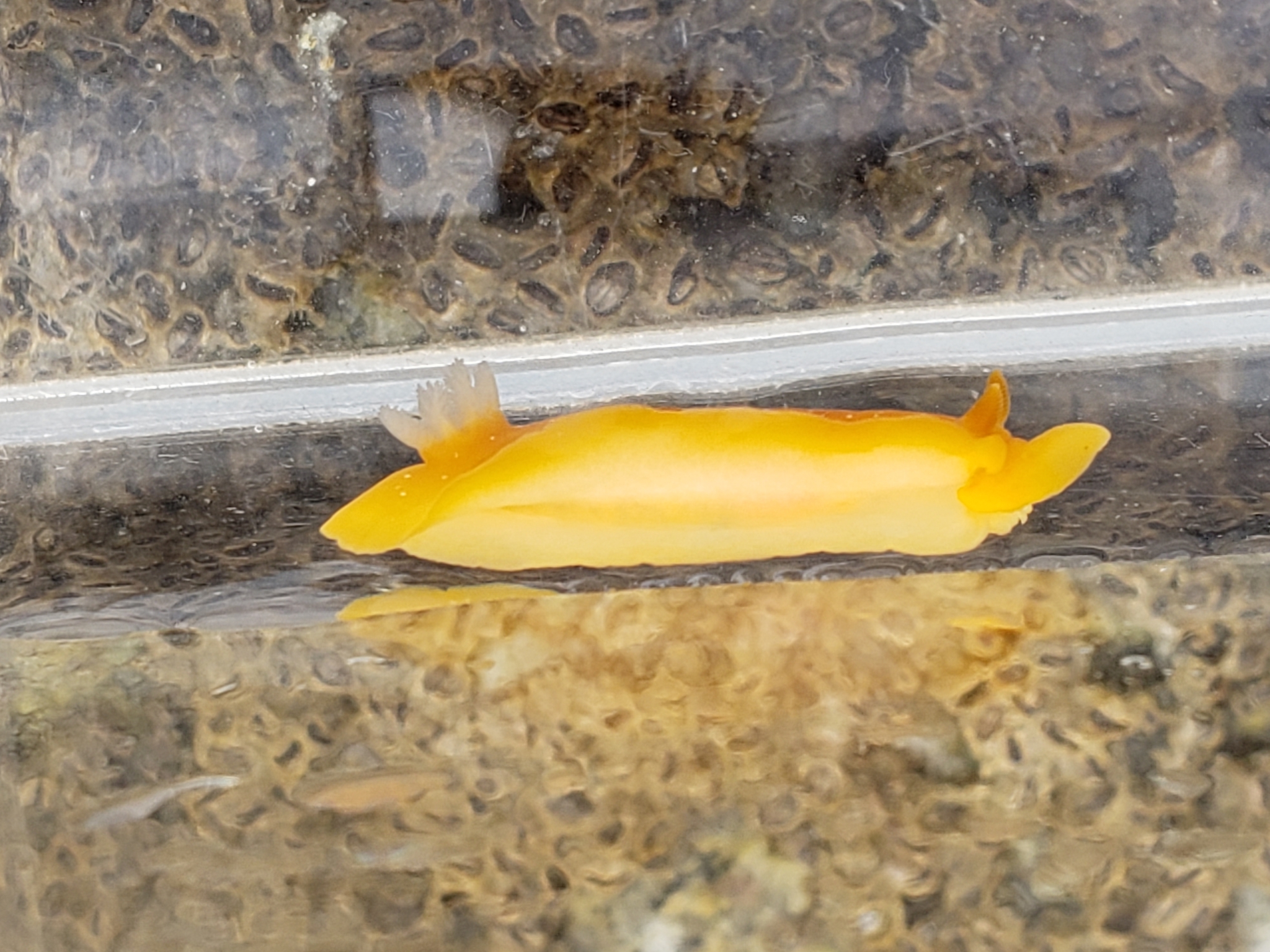 Mimic Dorid in Monterey County, California (7/26/2020).