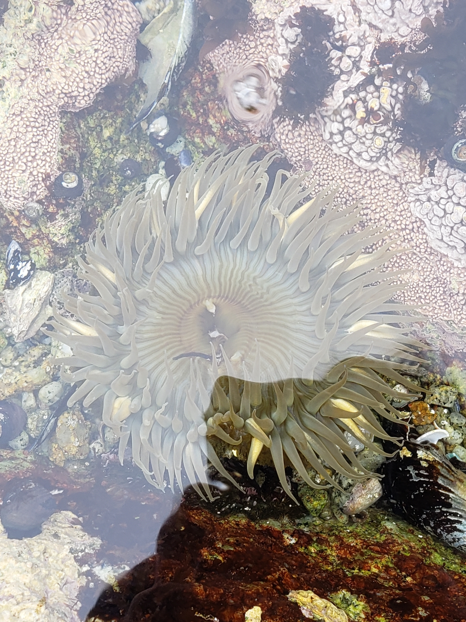 Sunburst Anemone in Monterey County, California (7/26/2020).