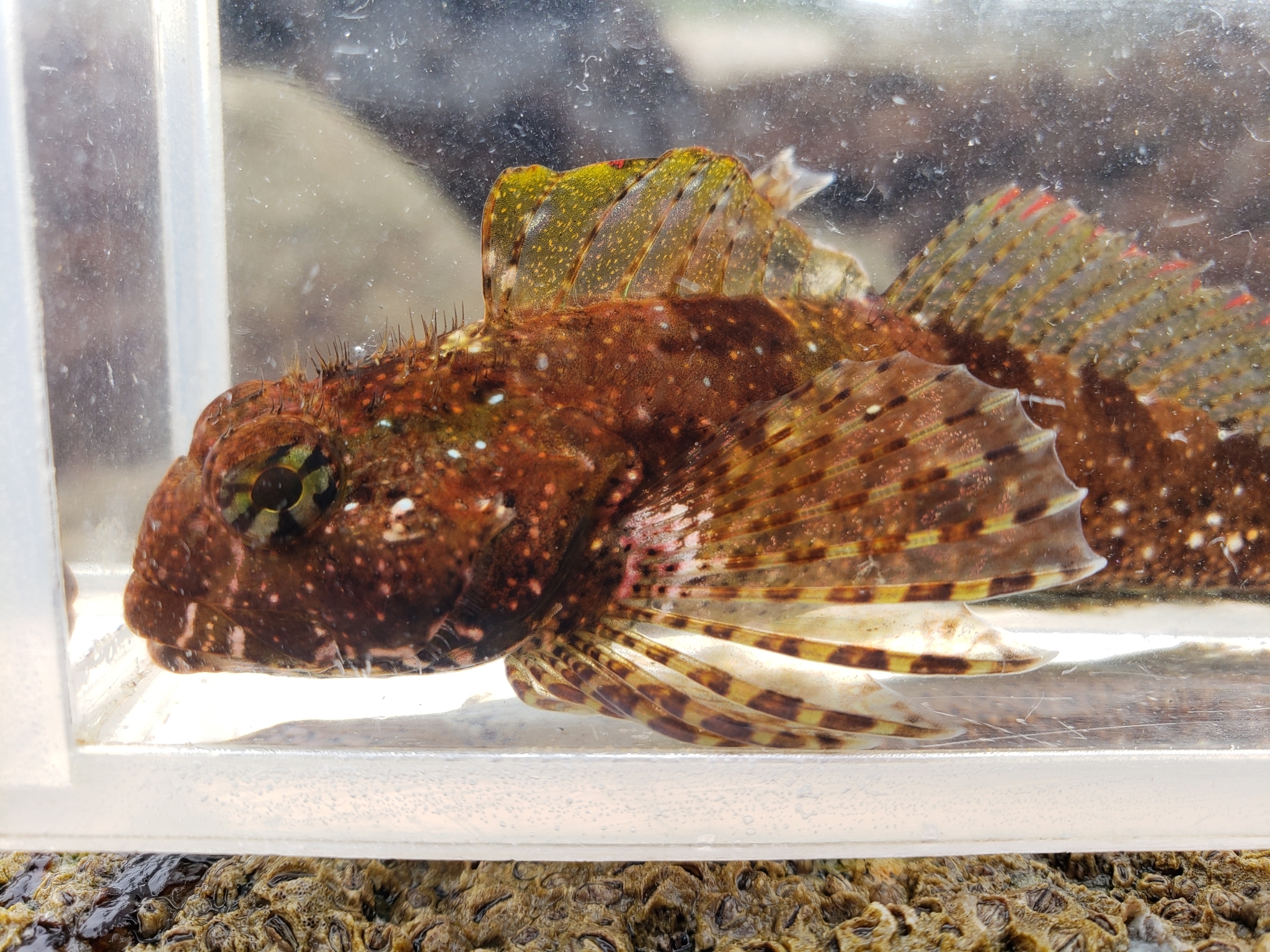 Woolly Sculpin in Monterey County, California (7/26/2020).