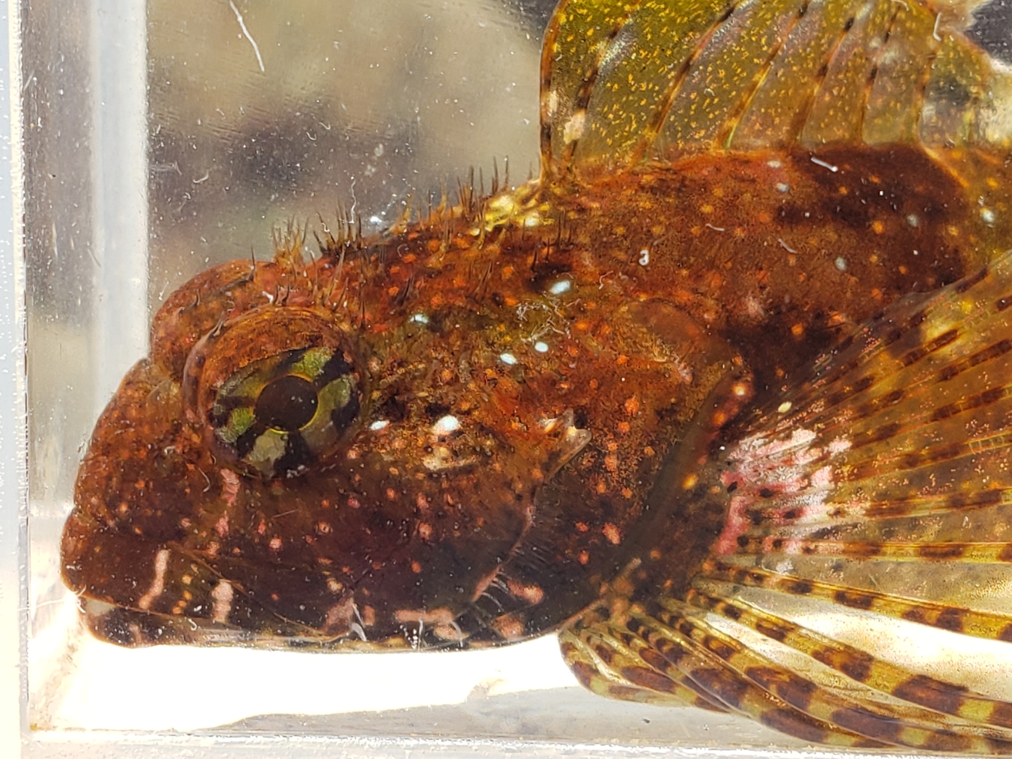Woolly Sculpin in Monterey County, California (7/26/2020).
