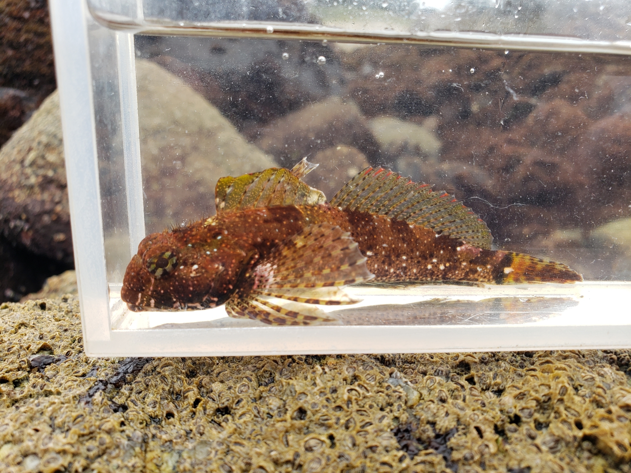 Woolly Sculpin in Monterey County, California (7/26/2020).
