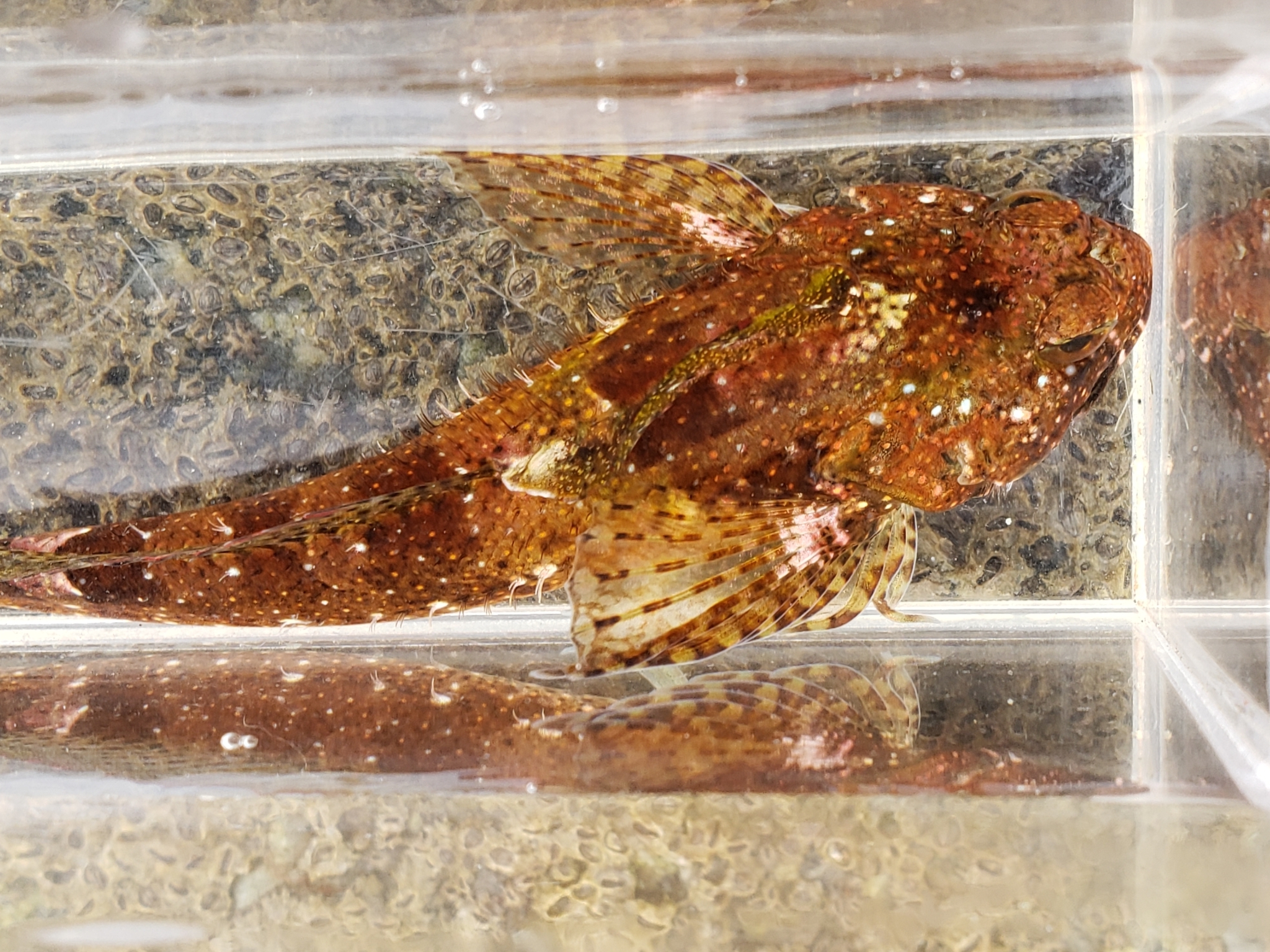 Woolly Sculpin in Monterey County, California (7/26/2020).