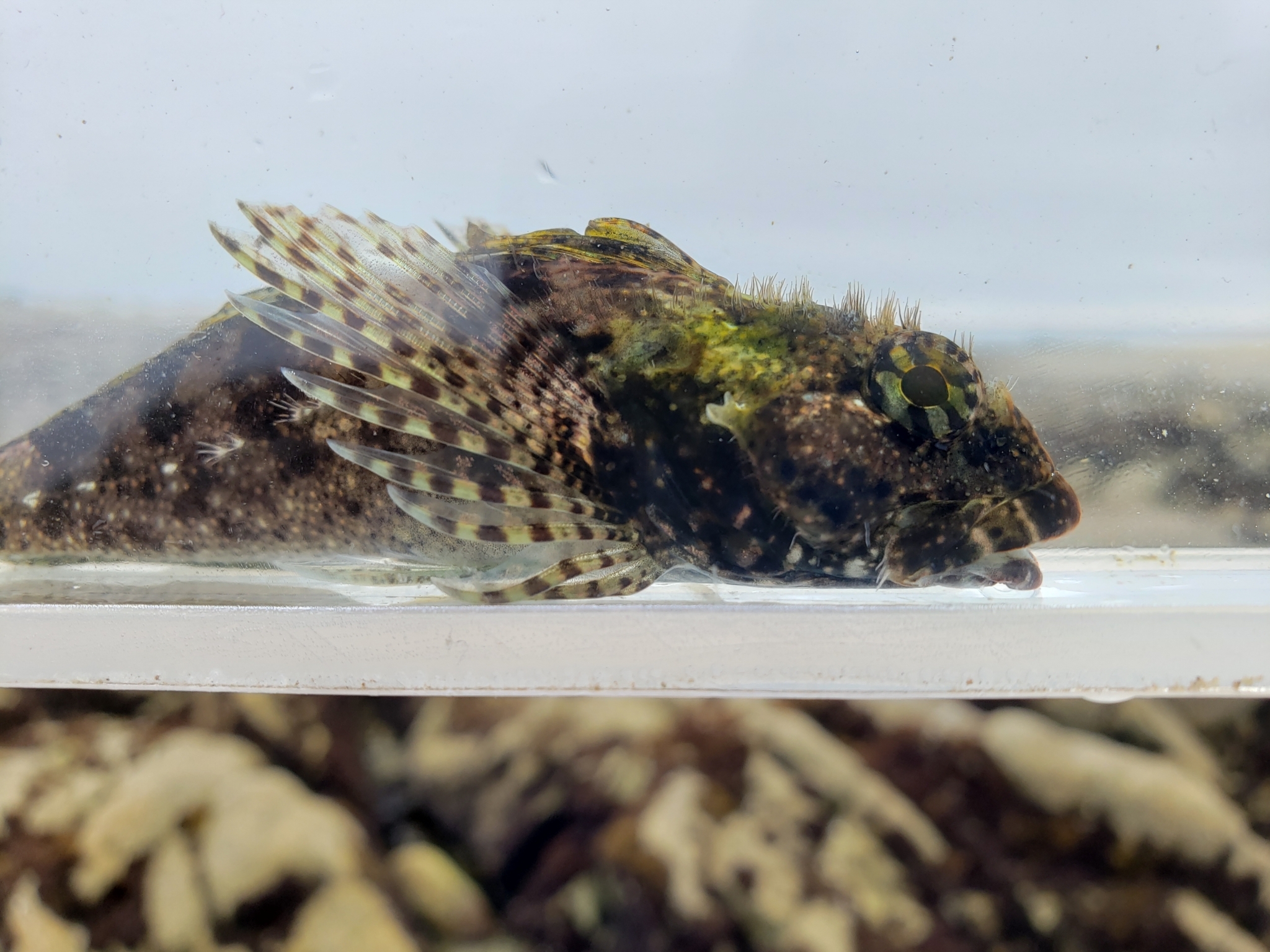 Woolly Sculpin in Monterey County, California (7/26/2020).