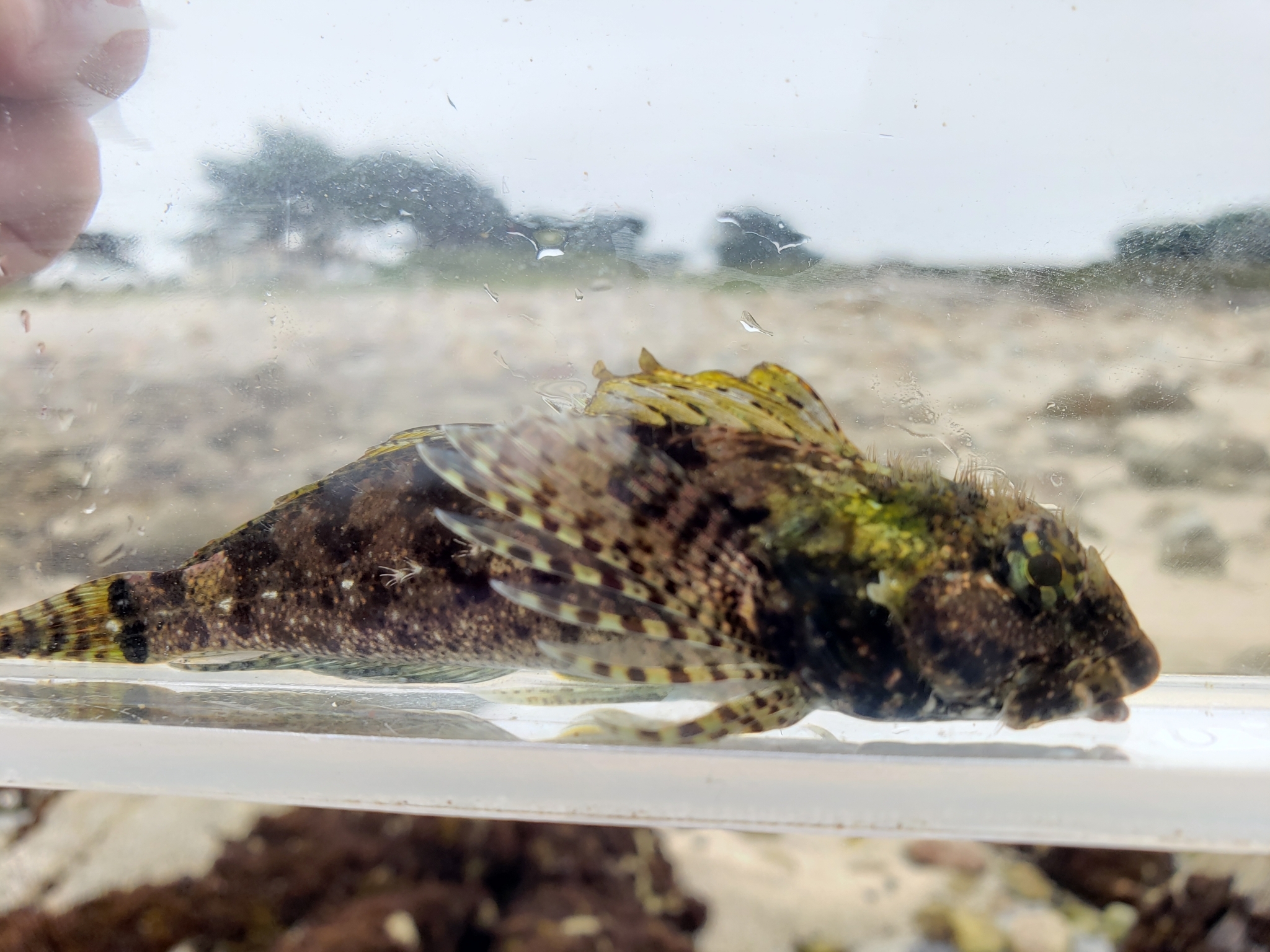 Woolly Sculpin in Monterey County, California (7/26/2020).