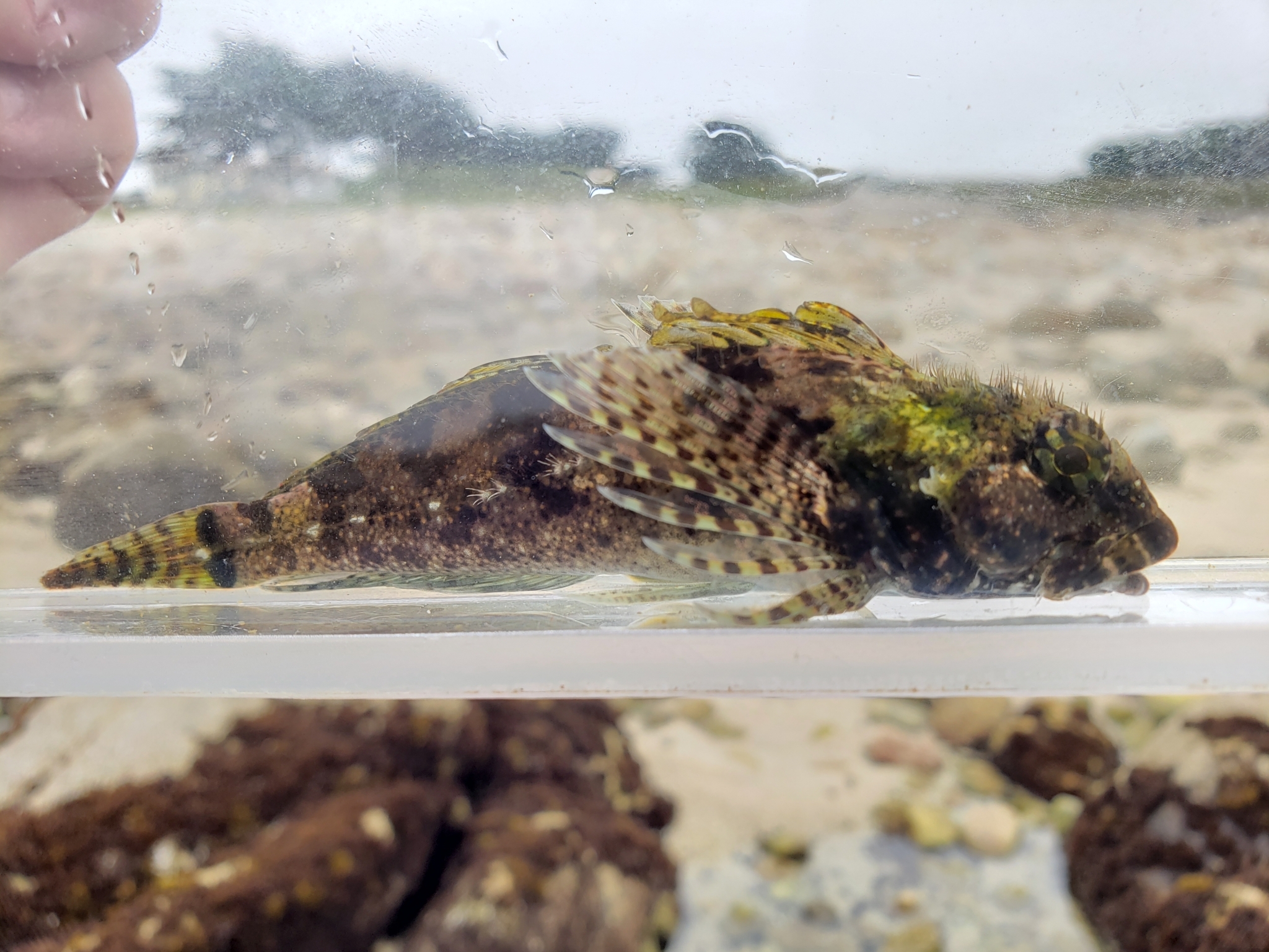 Woolly Sculpin in Monterey County, California (7/26/2020).