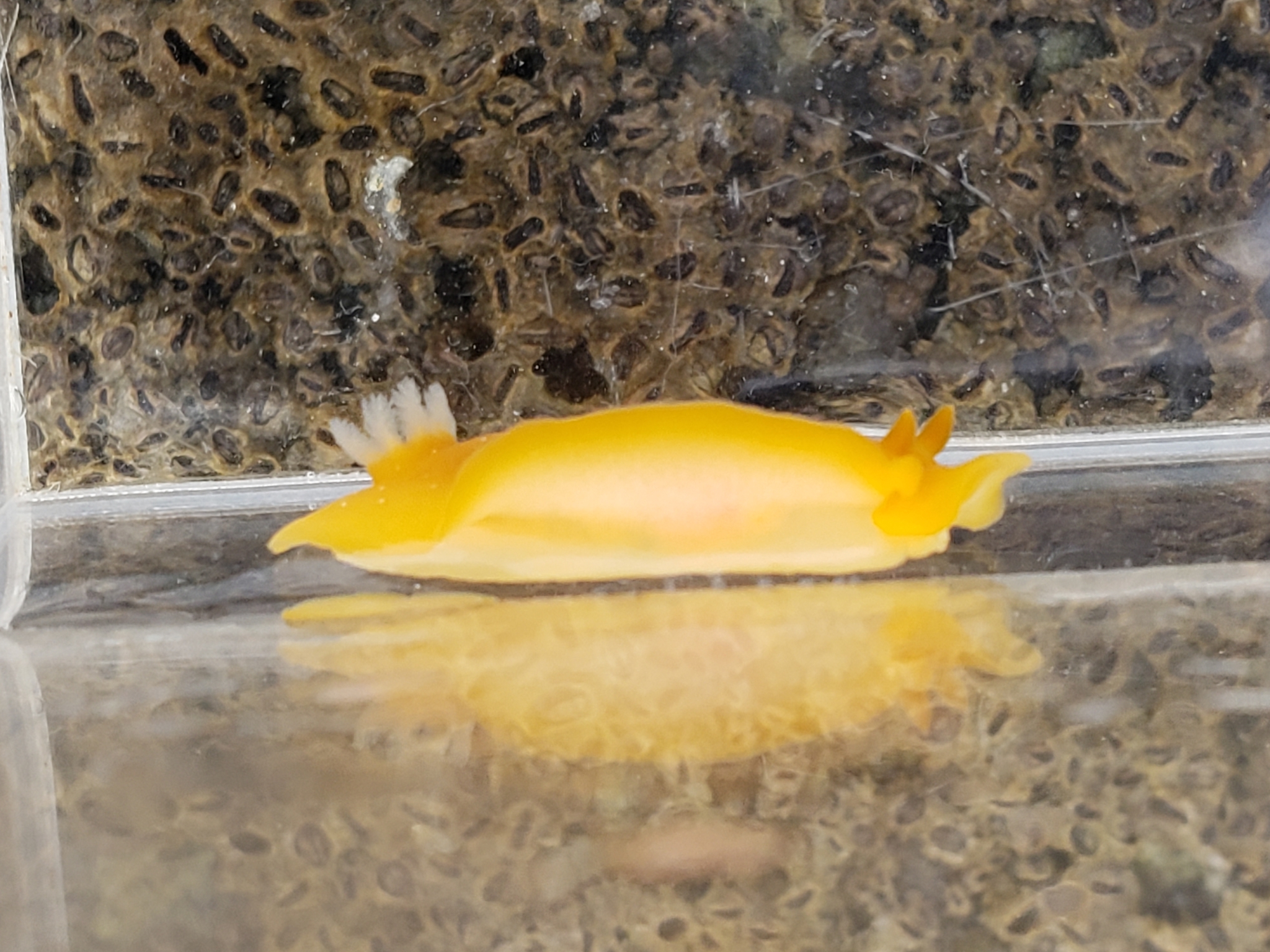Mimic Dorid in Monterey County, California (7/26/2020).