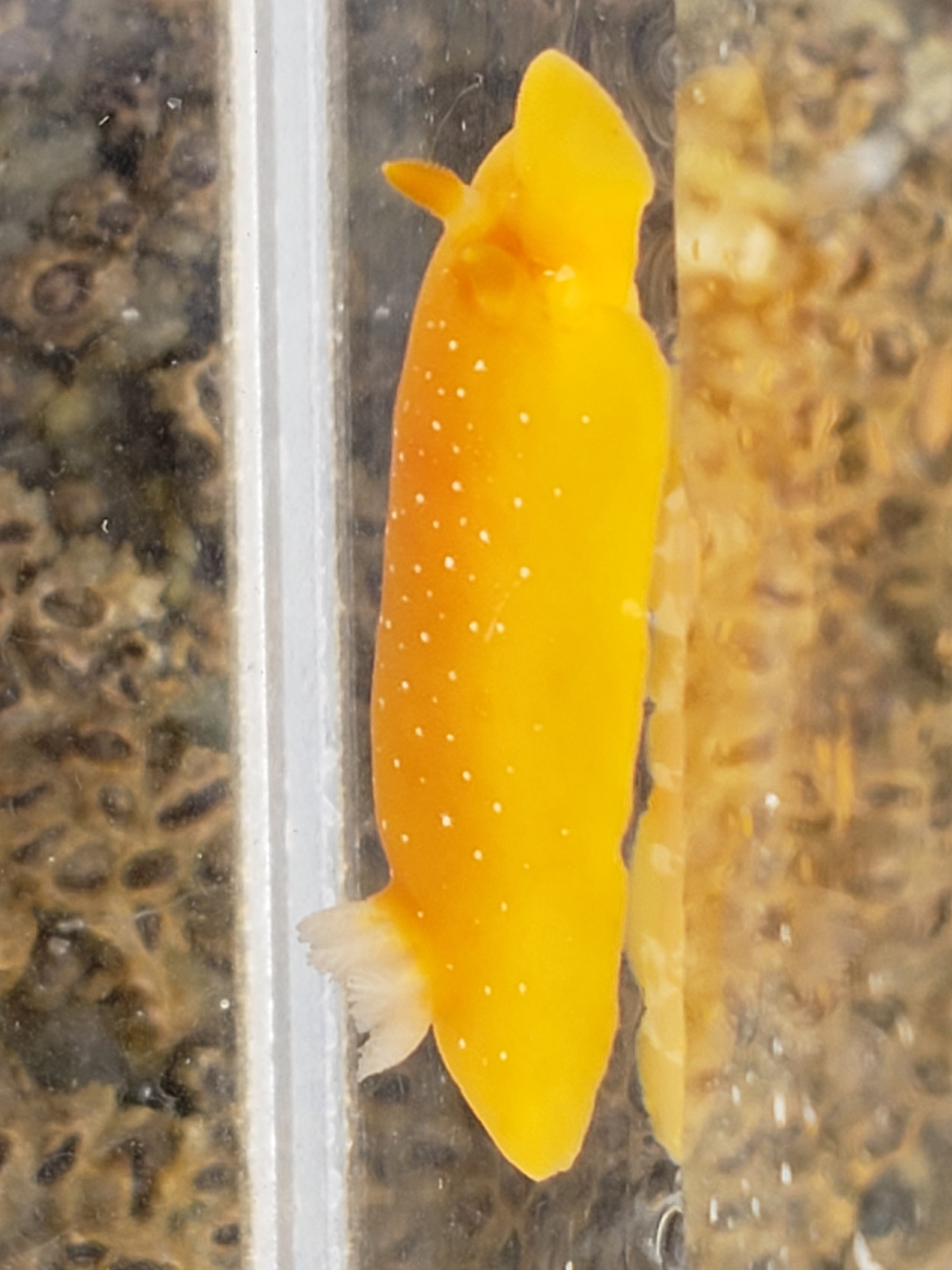 Mimic Dorid in Monterey County, California (7/26/2020).