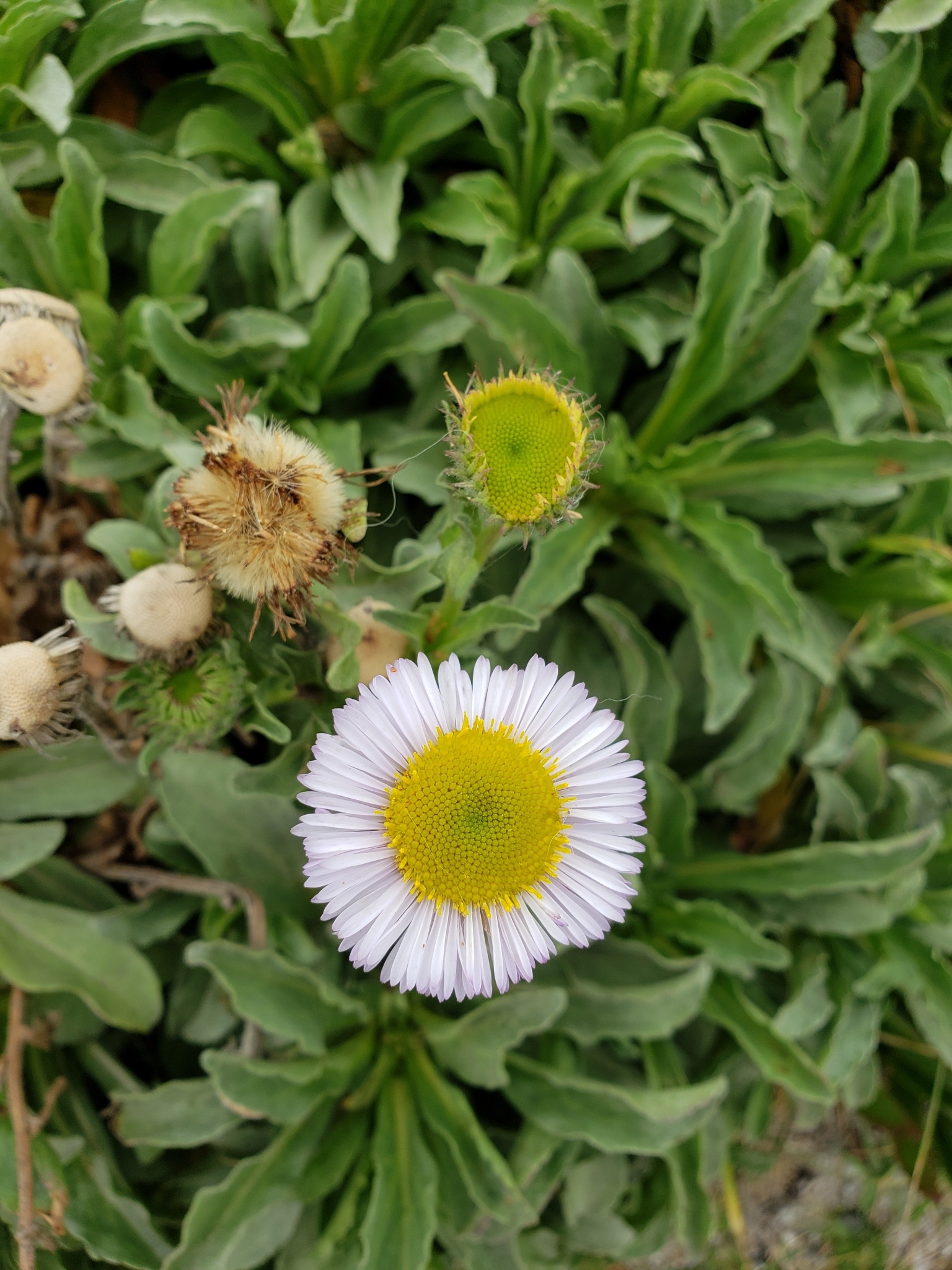 Seaside Daisy in Monterey County, California (7/29/2020).