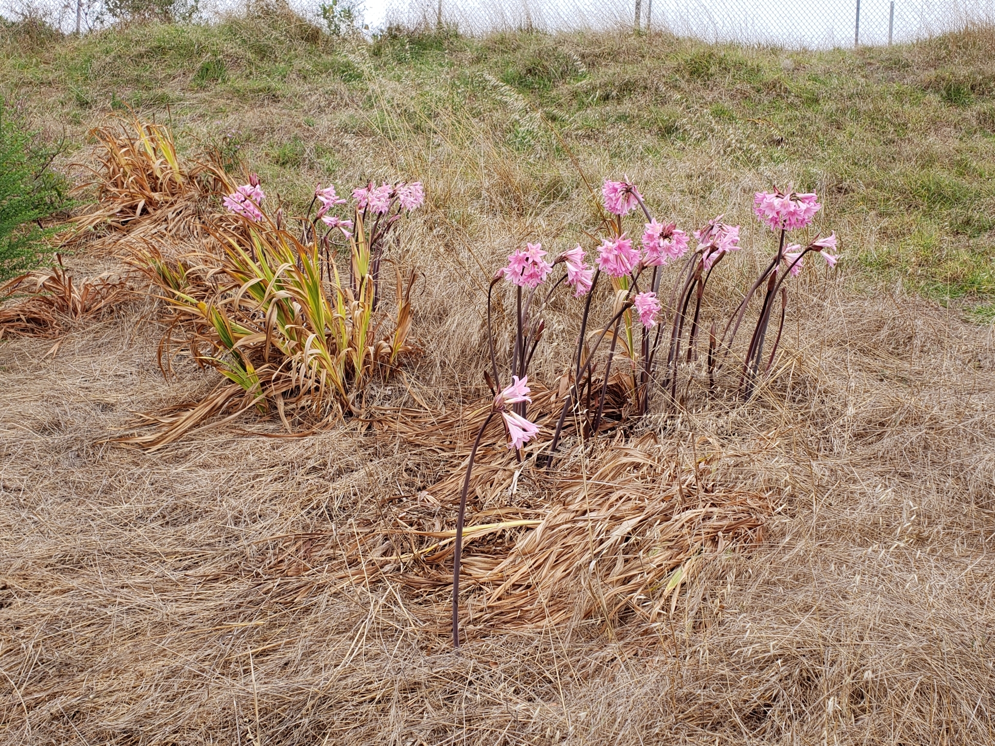 Belladonna Lily in Monterey County, California (7/29/2020).