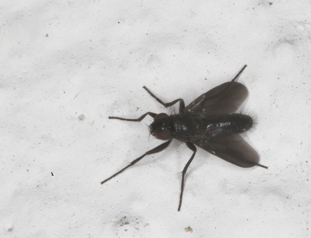 Smoky-winged Woodlouse Fly in Monterey County, California (7/31/2020).
