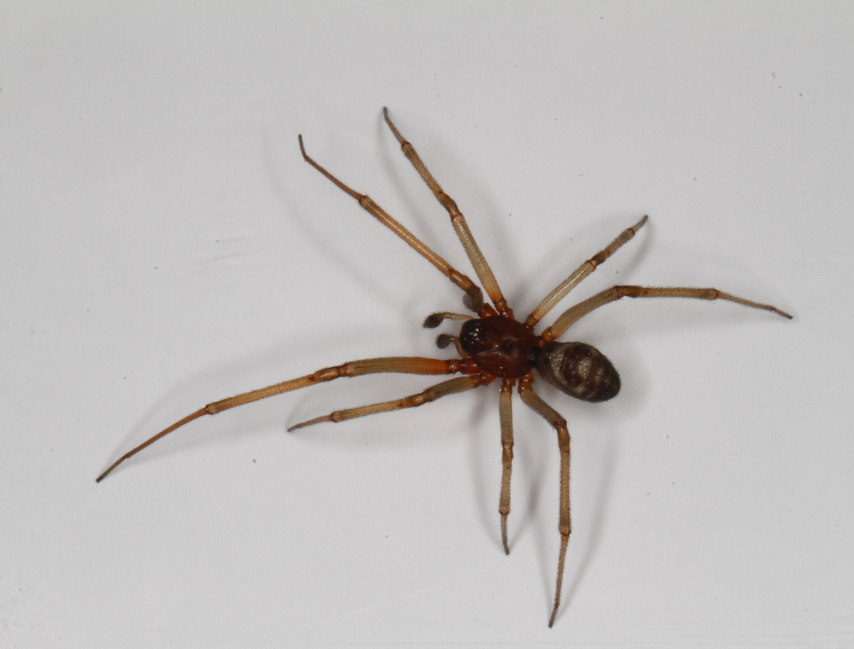 A male False Black Widow in Monterey County, California (7/27/2020).