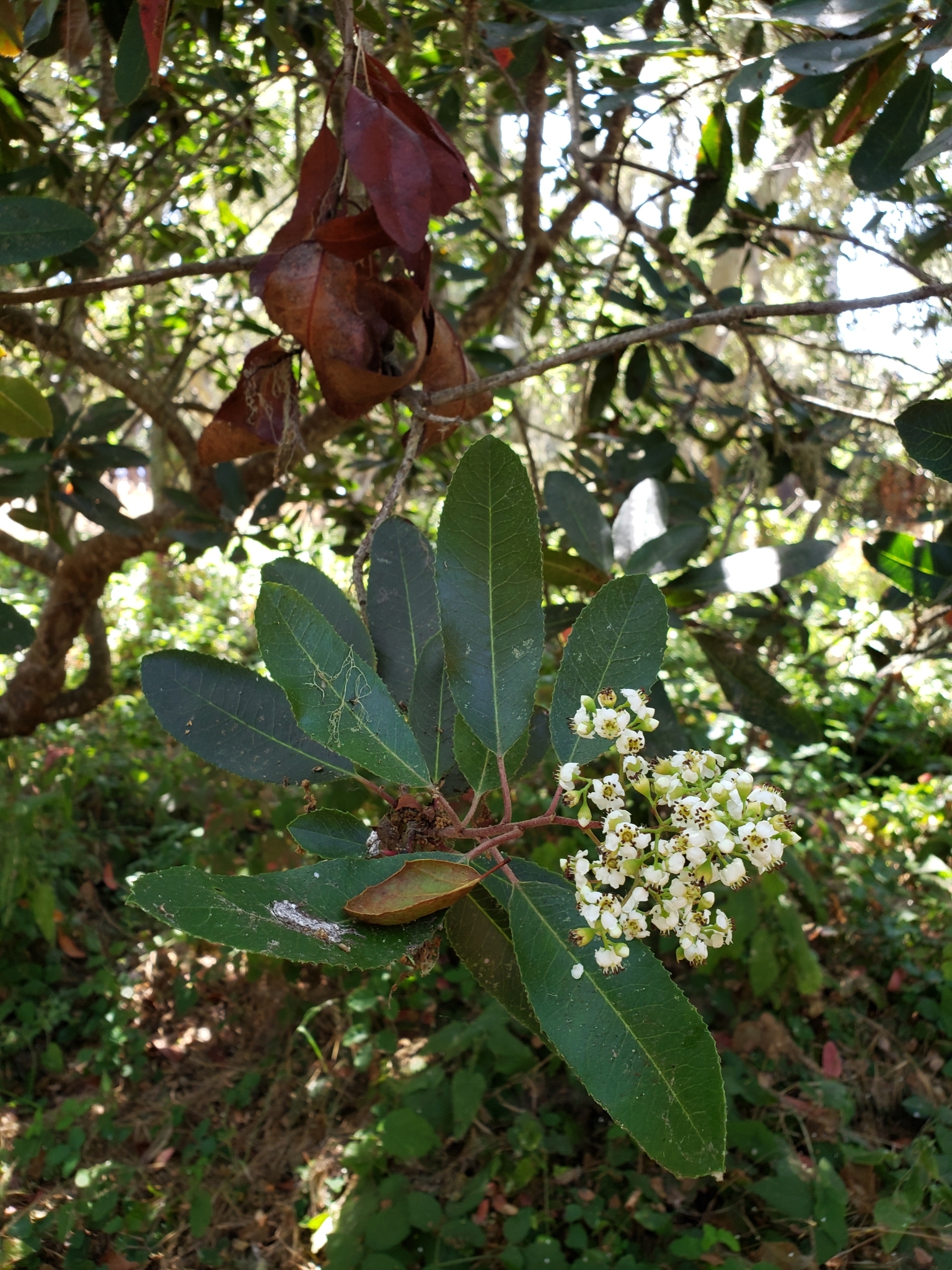 Toyon in Monterey County, California (8/3/2020).