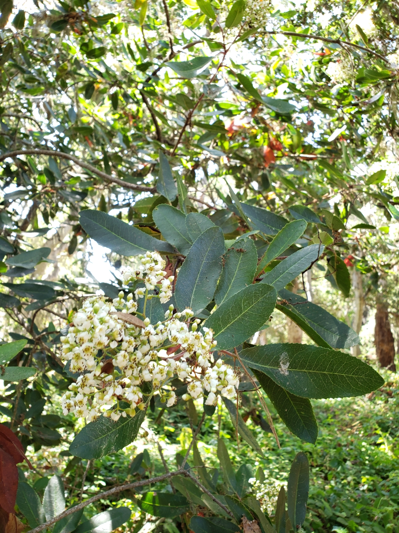 Toyon in Monterey County, California (8/3/2020).