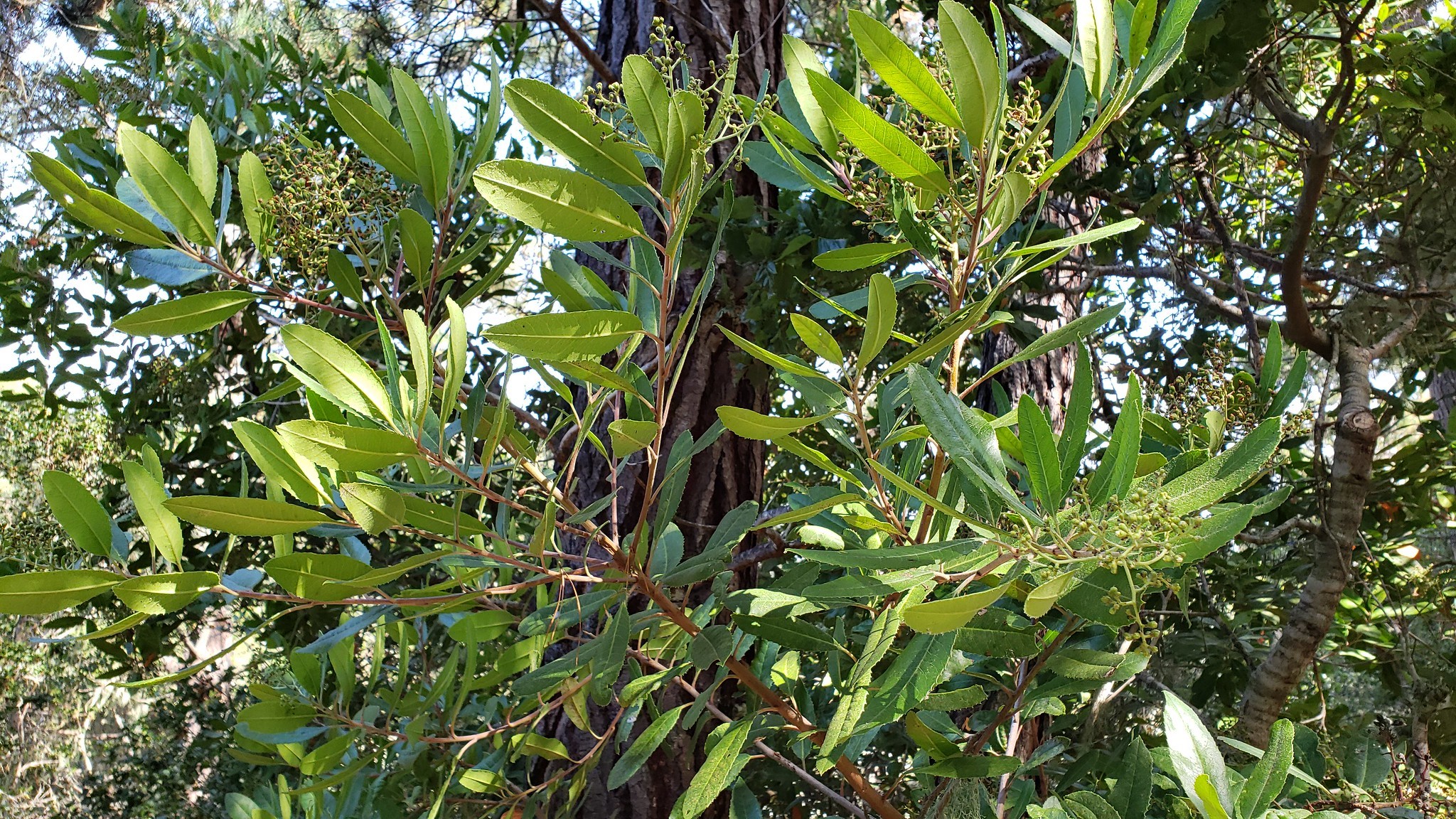 Toyon in Monterey County, California (8/25/2019).
