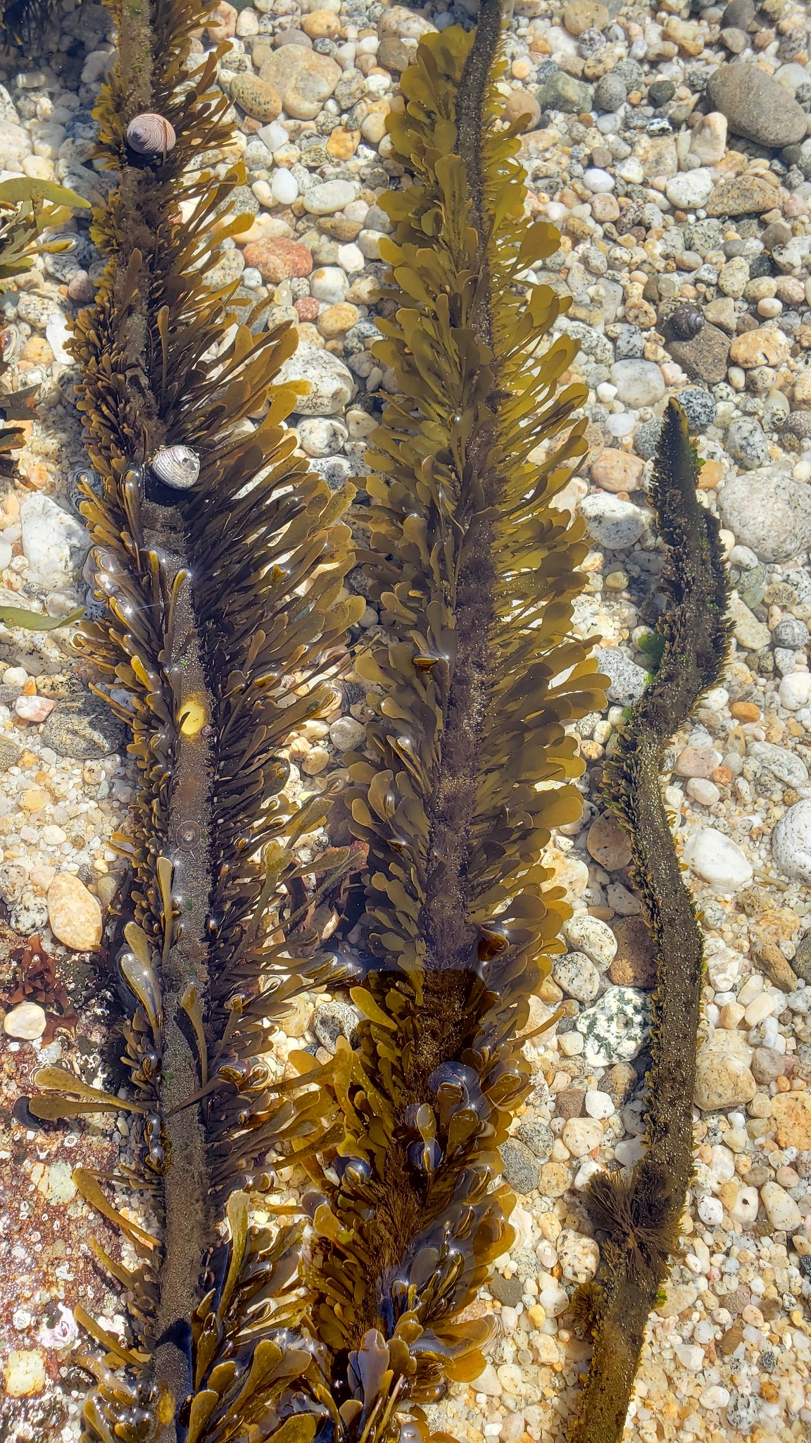 Feather Boa Kelp in Monterey County, California (8/30/2019).