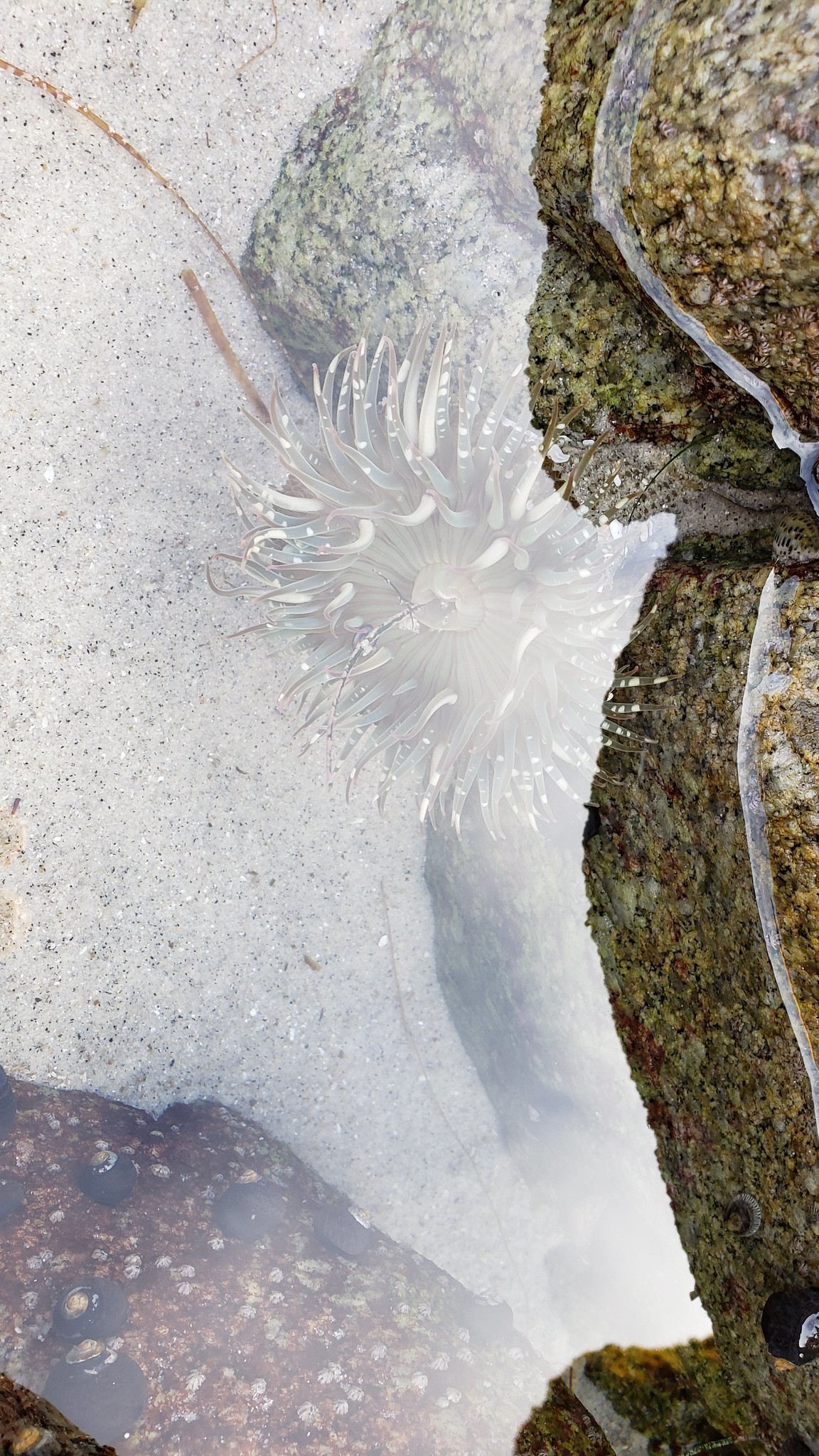 Sunburst Anemone in Monterey County, California (9/2/2019).