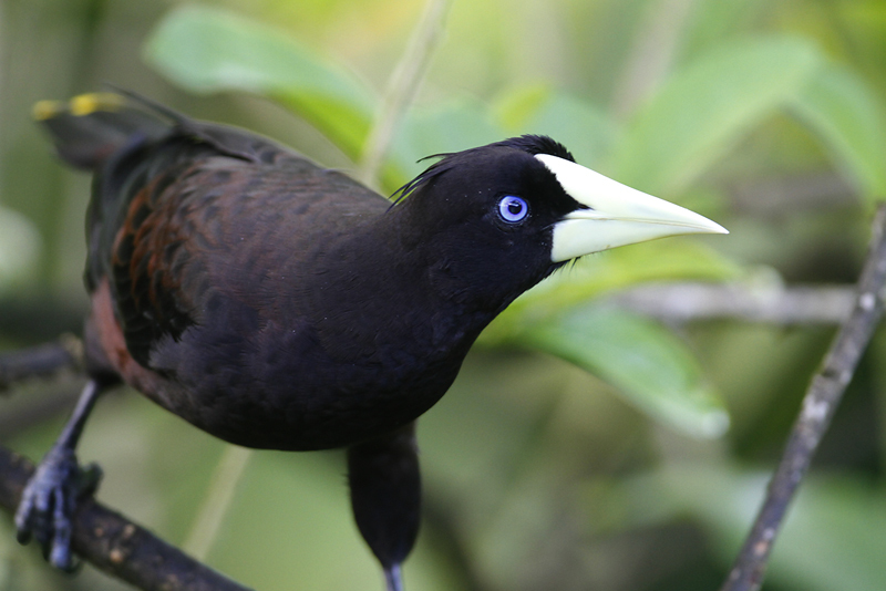 Crested Oropendola in Tunapuna/Piarco Regional Corporation, Trinidad and Tobago (8/29/2018).