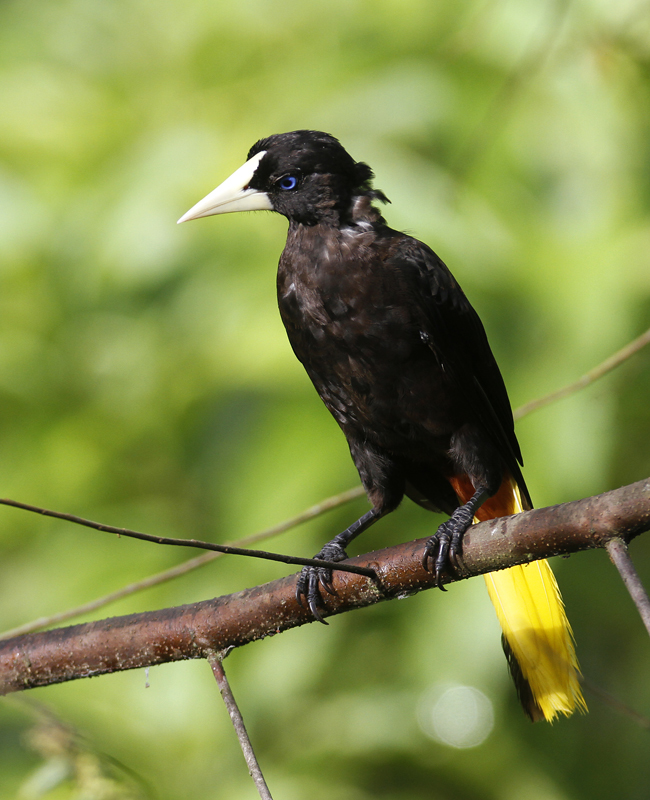 Crested Oropendola in Tunapuna/Piarco Regional Corporation, Trinidad and Tobago (8/29/2018).