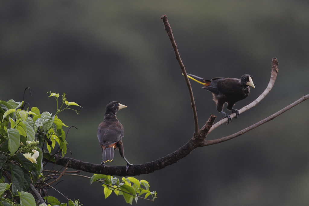 Crested Oropendola in Tunapuna/Piarco Regional Corporation, Trinidad and Tobago (8/29/2018).