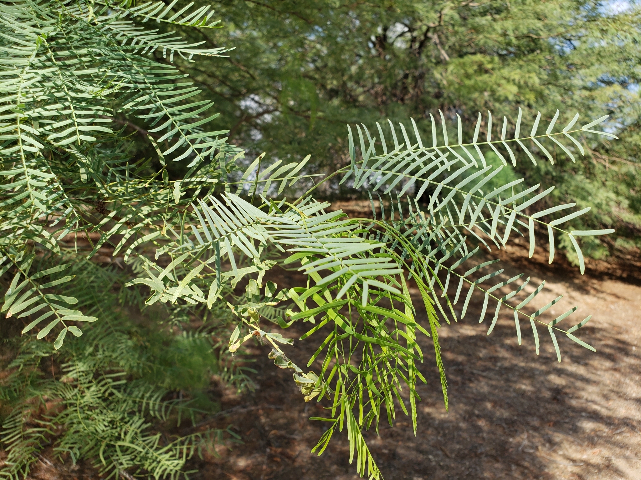 Honey Mesquite in Clark County, Nevada (8/29/2020).
