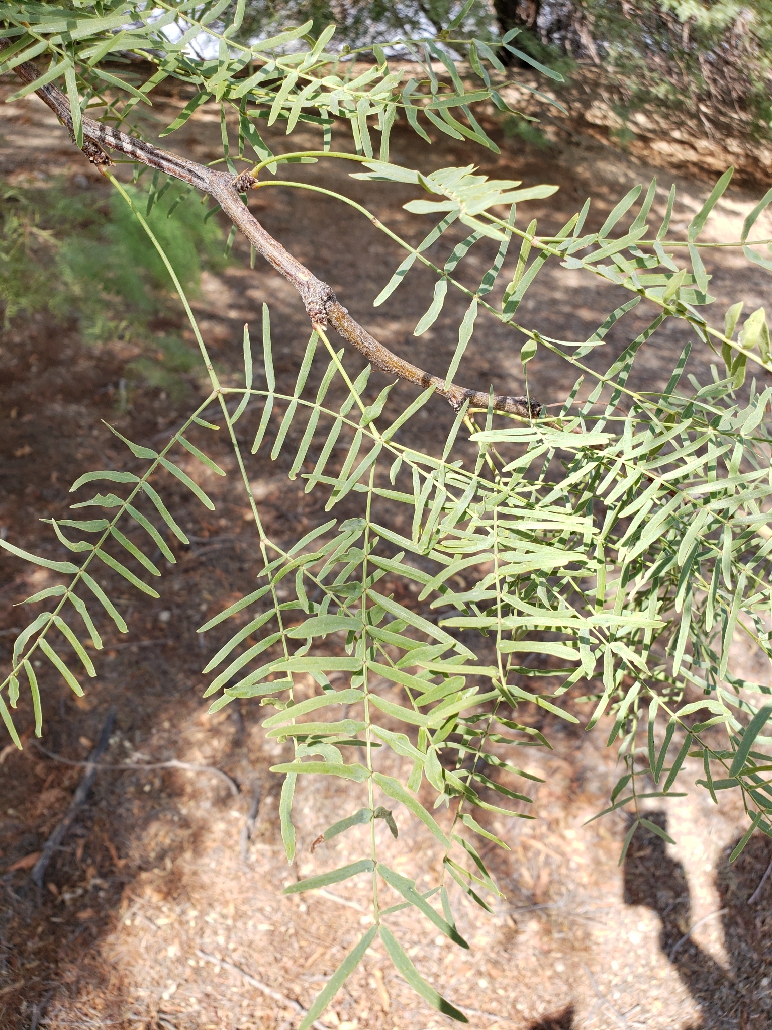 Honey Mesquite in Clark County, Nevada (8/29/2020).