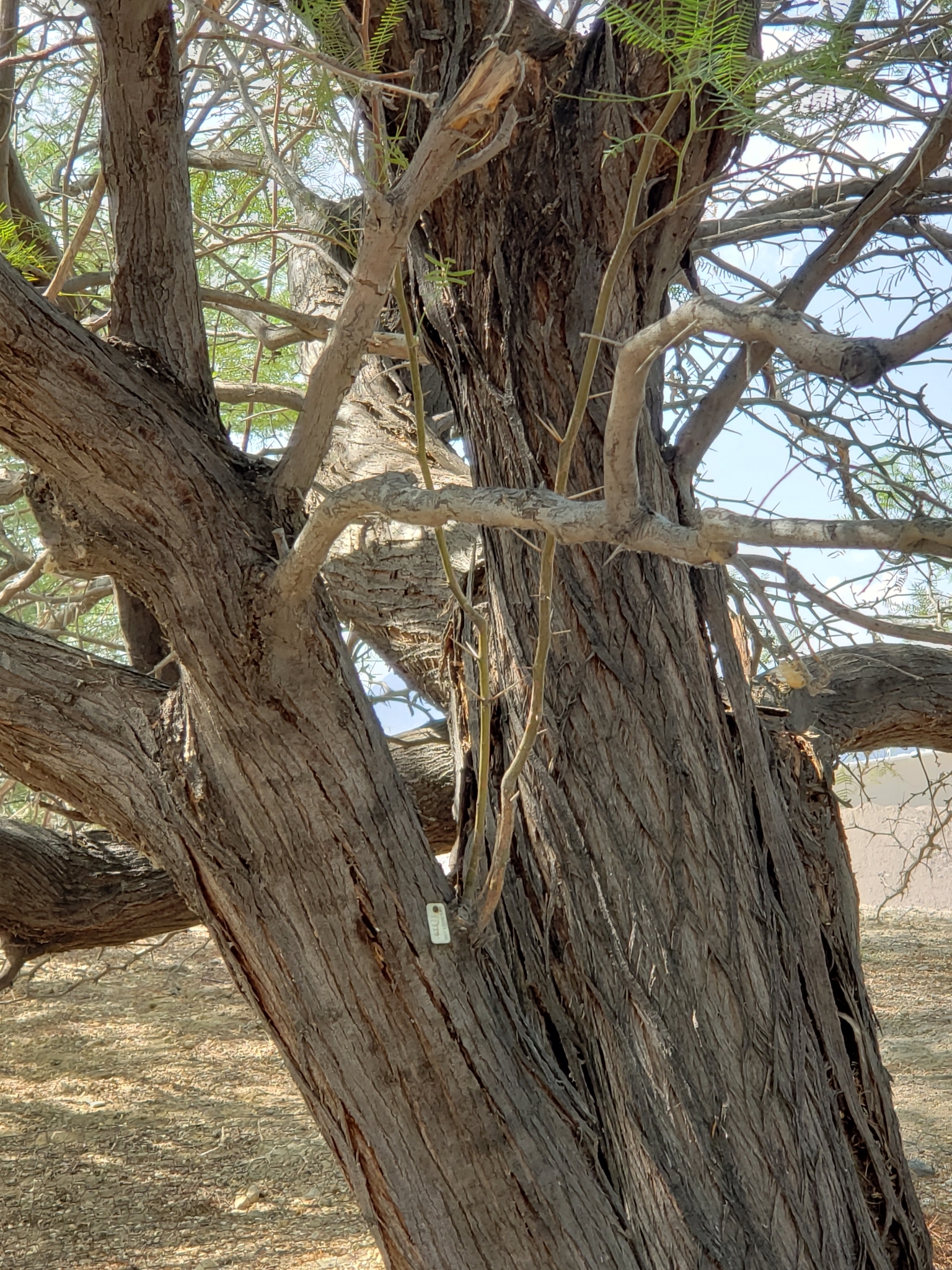 Honey Mesquite in Clark County, Nevada (8/29/2020).